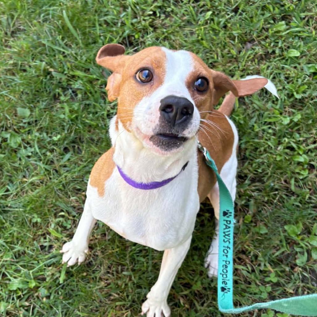 Mikey, Adoptable, Adult Male Beagle.