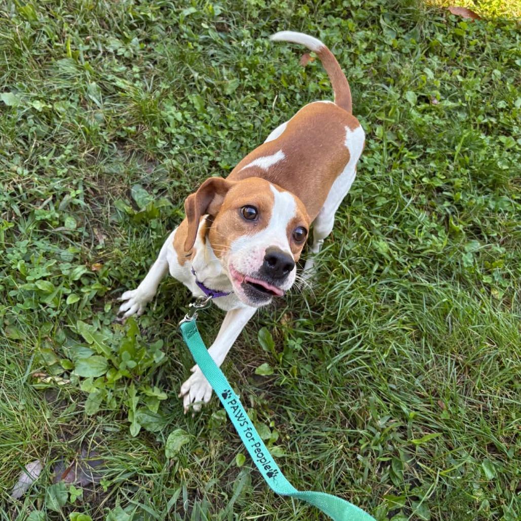 Enlarge Mikey, a Adoptable Beagle in Voorhees, NJ image 2/4