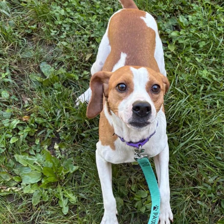 Enlarge Mikey, a Adoptable Beagle in Voorhees, NJ image 4/4