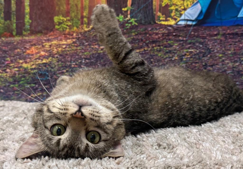 Keanu, a Adoptable Domestic Short Hair in Amery, WI image 3/4