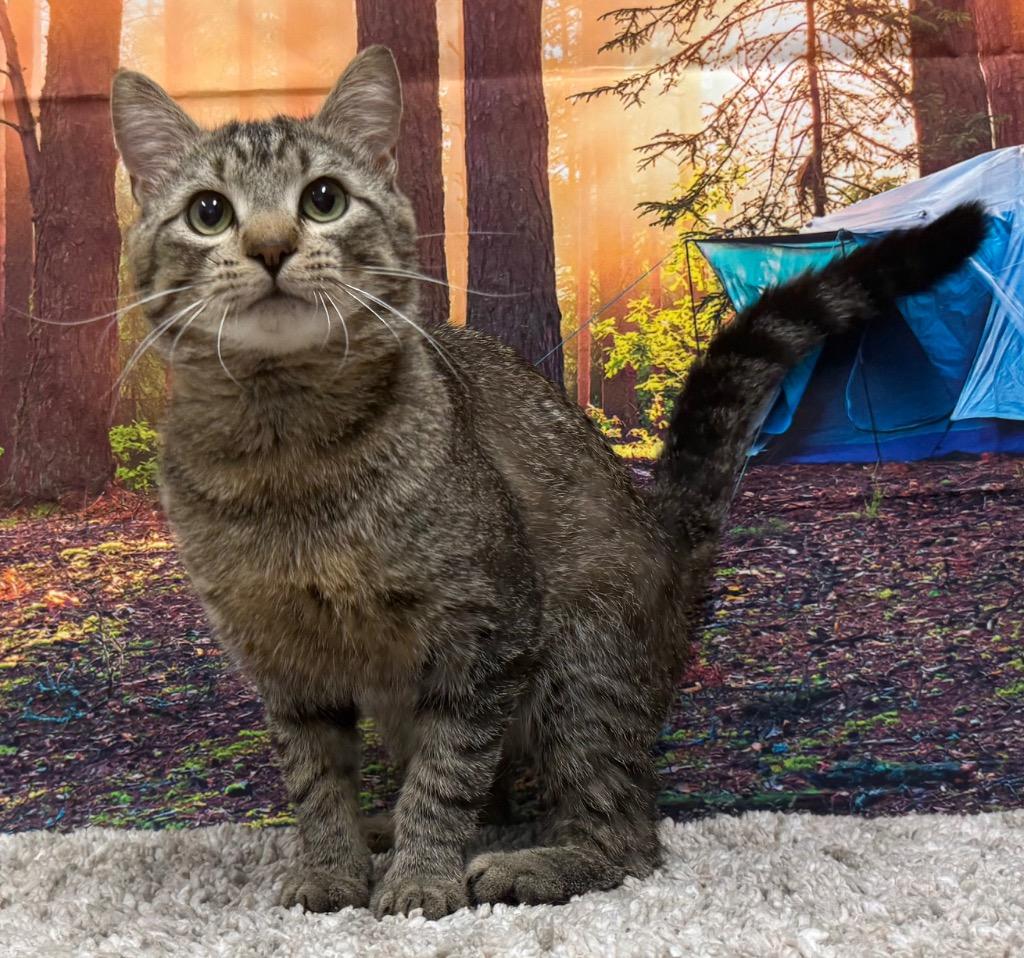 Keanu, a Adoptable Domestic Short Hair in Amery, WI image 4/4