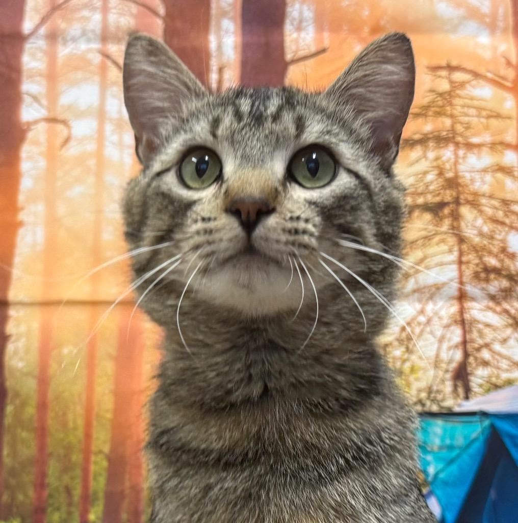 Keanu, Adoptable, Adult Male Domestic Short Hair.