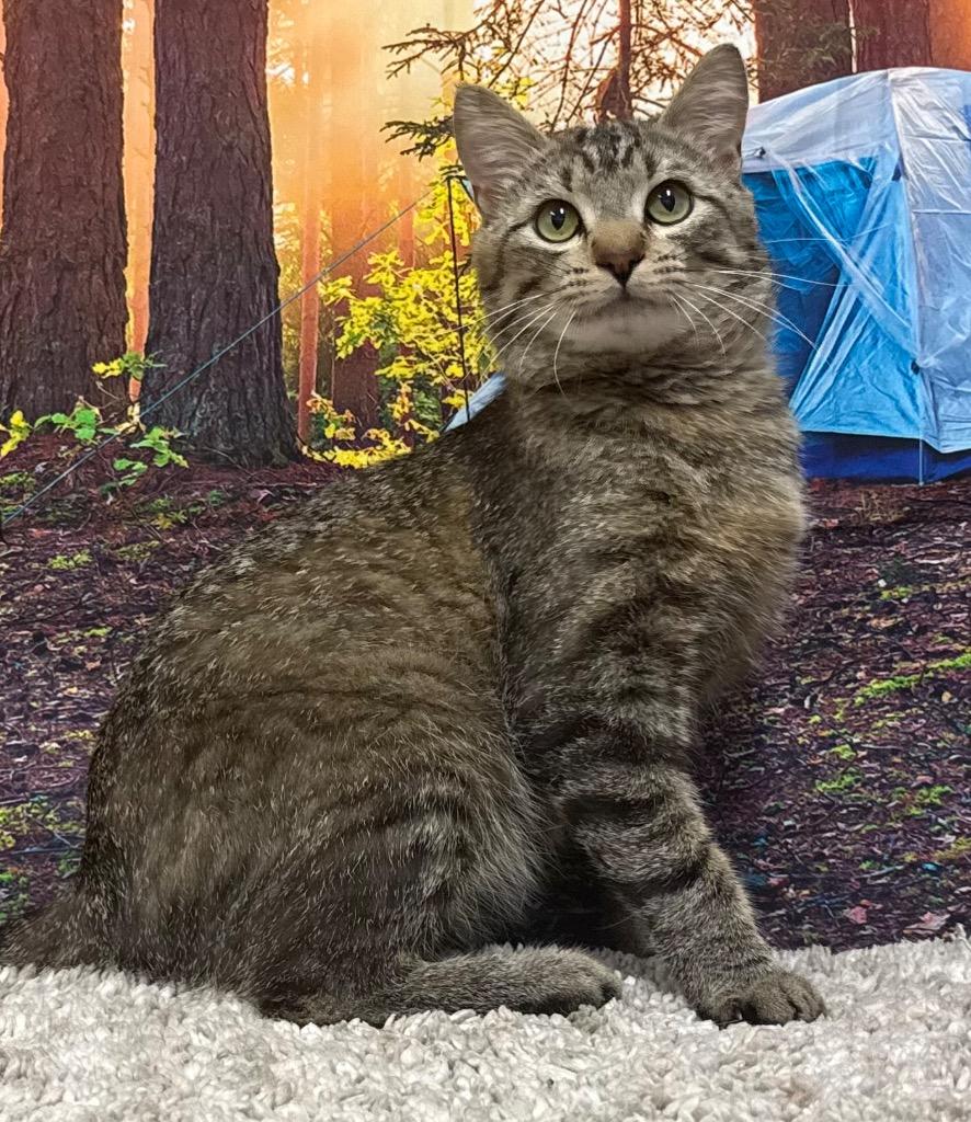 Keanu, a Adoptable Domestic Short Hair in Amery, WI image 2/4