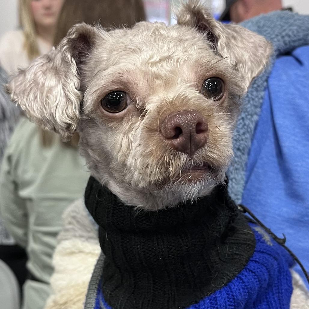 Teddy, a Adoptable Poodle in Lenoir, NC image 1/6