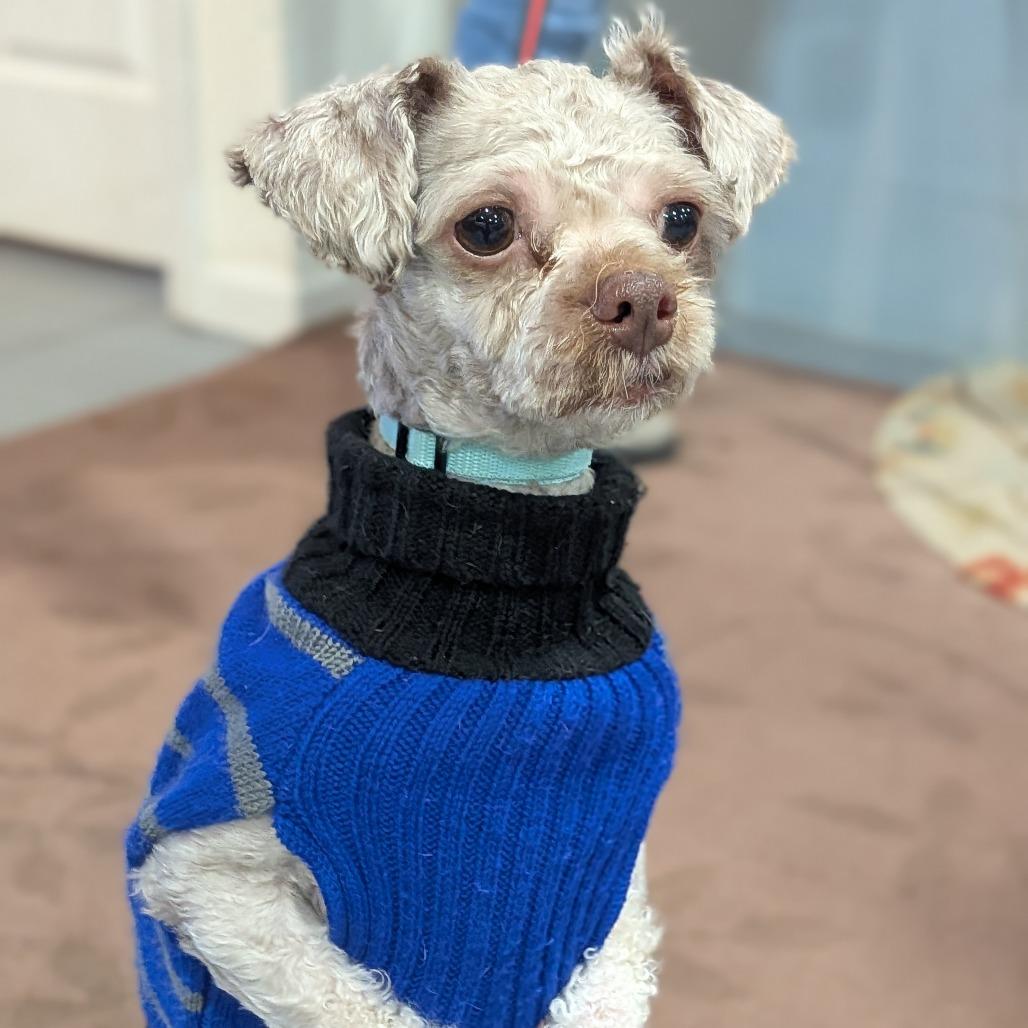 Teddy, a Adoptable Poodle in Lenoir, NC image 2/6