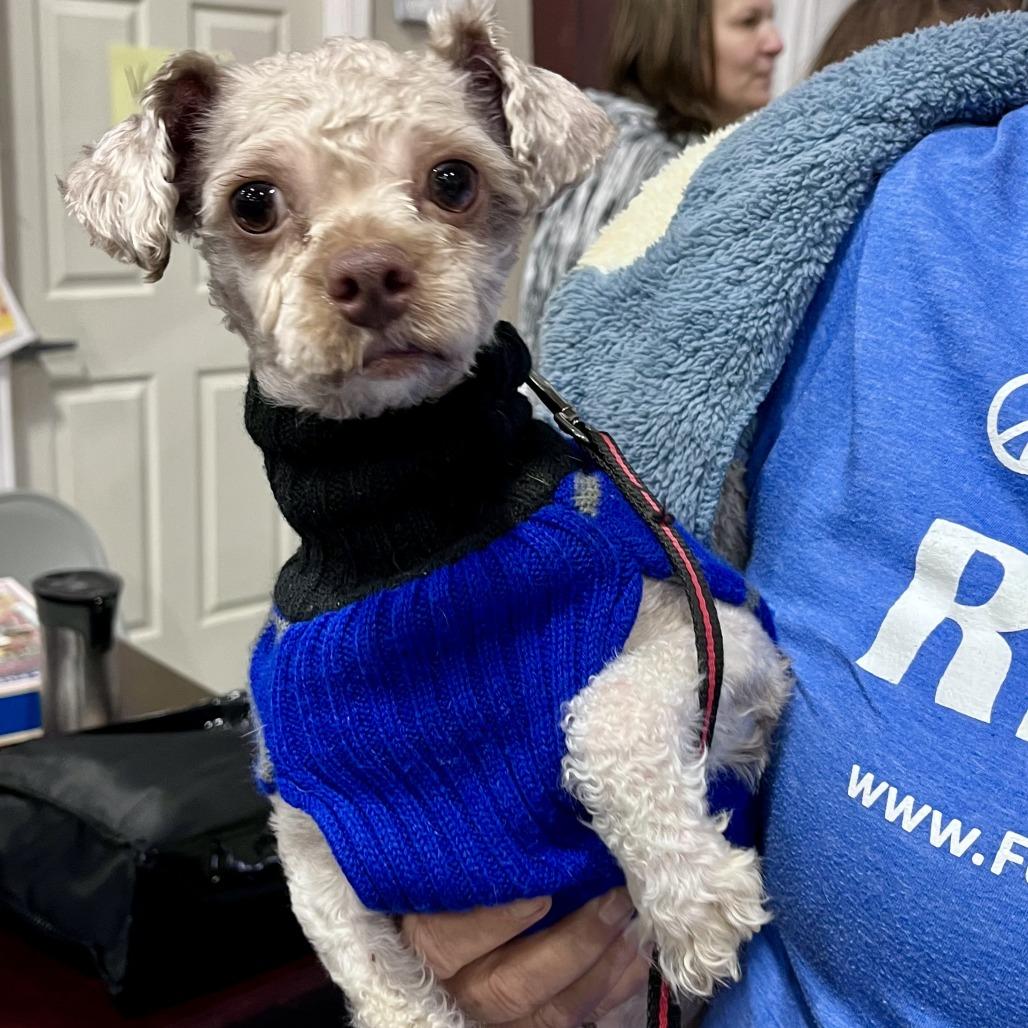 Teddy, a Adoptable Poodle in Lenoir, NC image 4/6