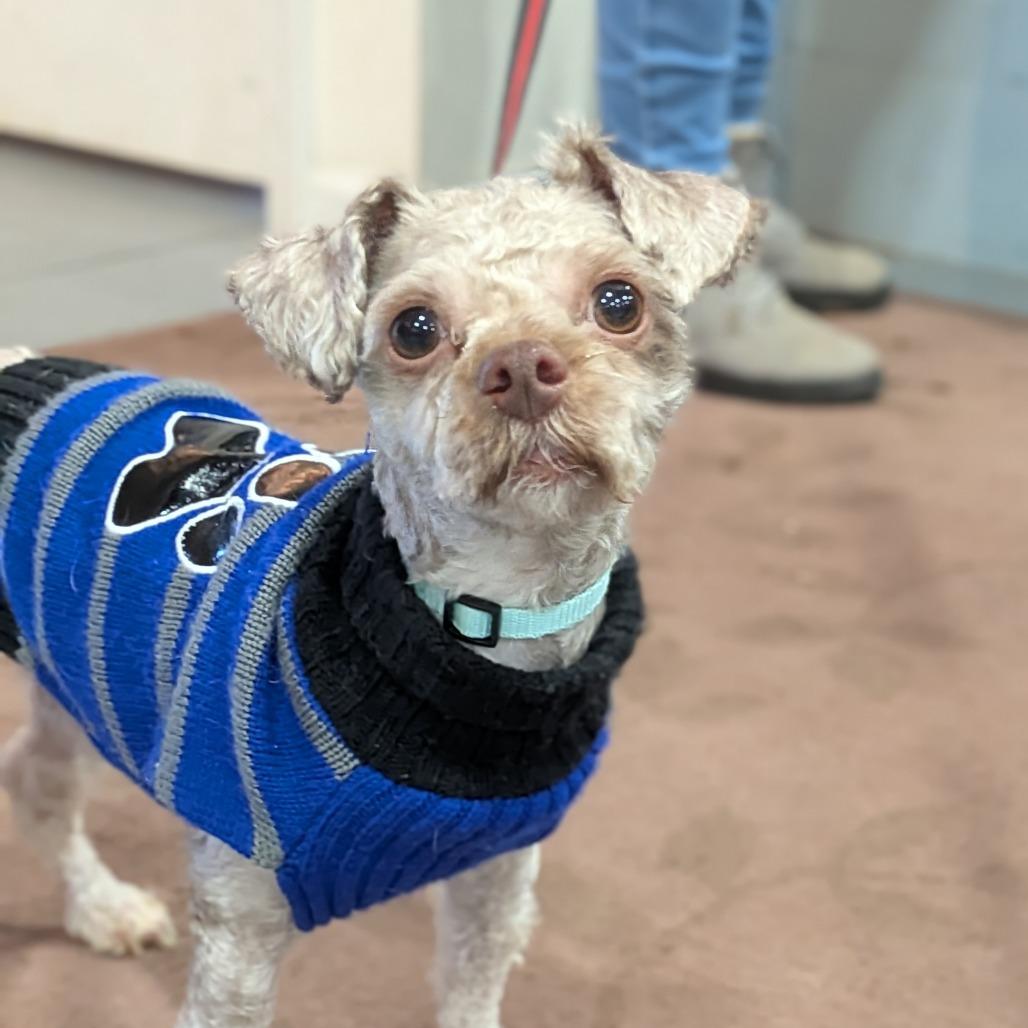 Teddy, a Adoptable Poodle in Lenoir, NC image 5/6