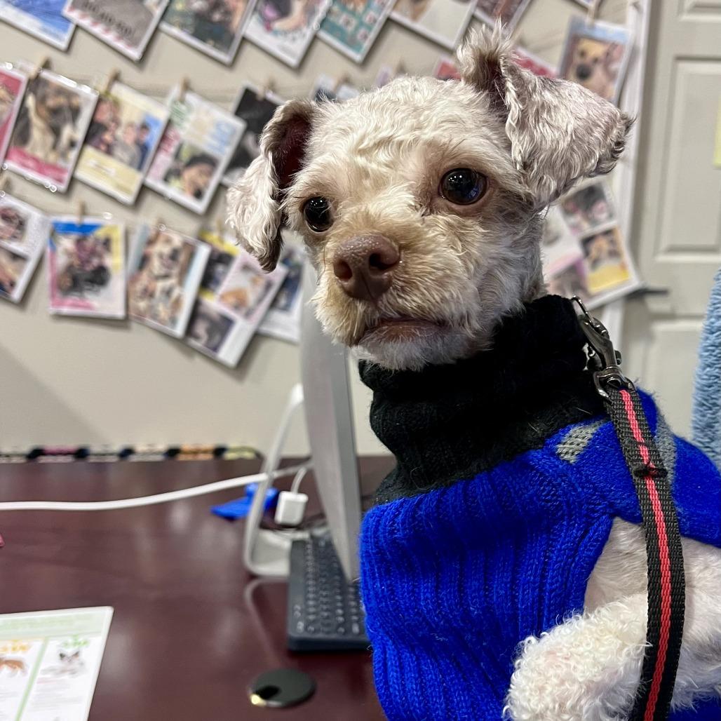 Teddy, a Adoptable Poodle in Lenoir, NC image 6/6