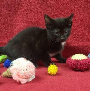 Cain, an adoptable Domestic Short Hair in Bucyrus, OH image 3/3