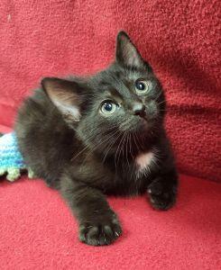 Cain, an adoptable Domestic Short Hair in Bucyrus, OH image 1/3