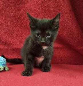 Cain, an adoptable Domestic Short Hair in Bucyrus, OH image 2/3