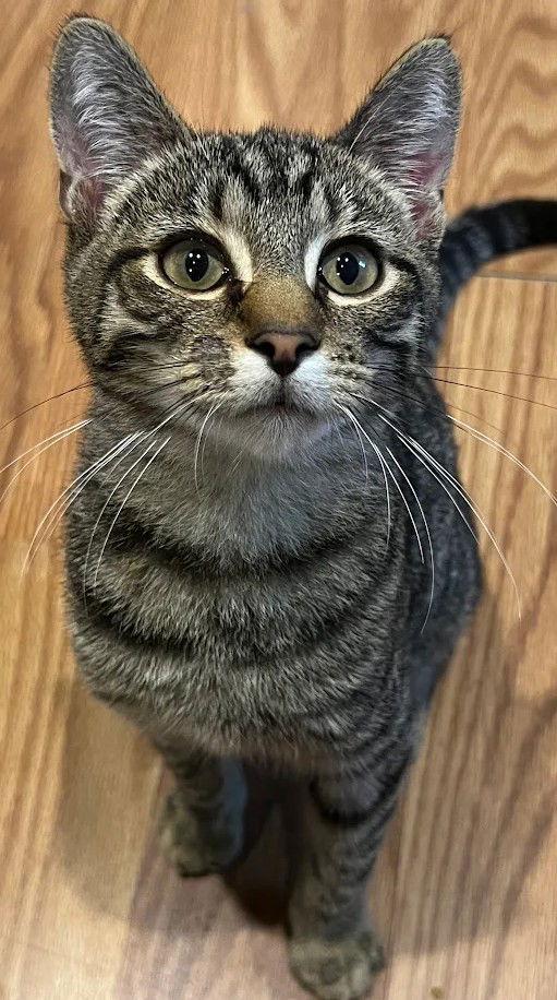 Torrie 9.1.25, Adoptable, Kitten Male Domestic Short Hair.