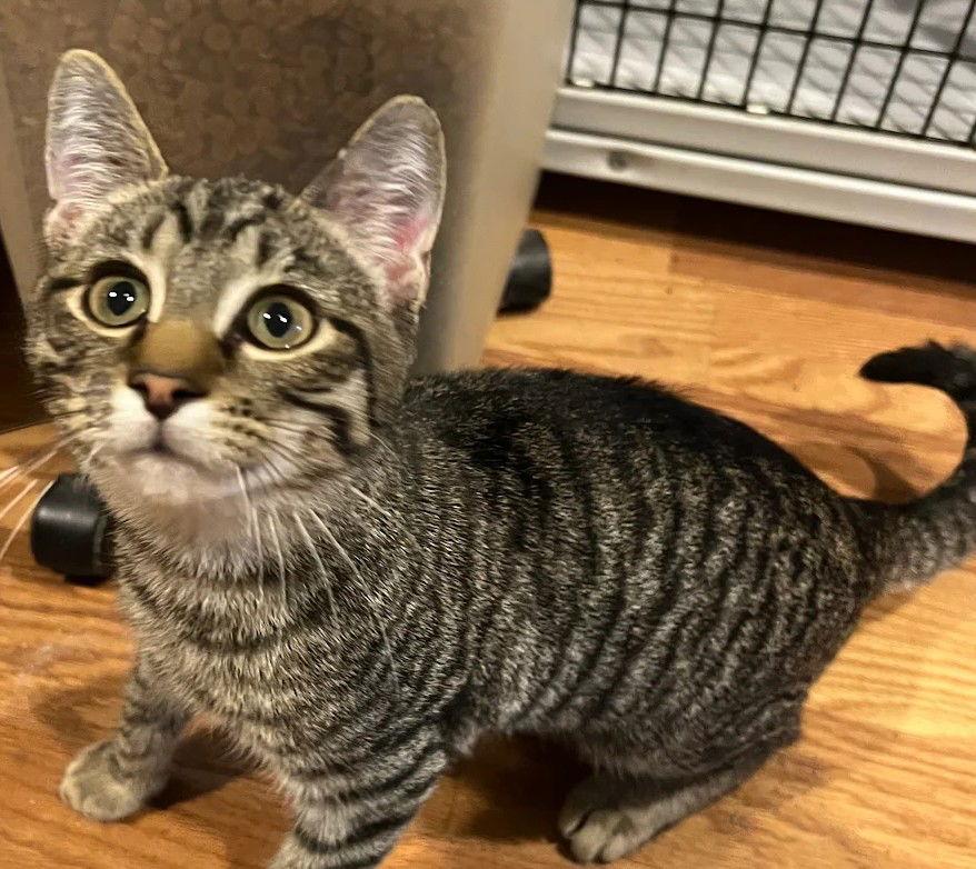 Enlarge Torrie 9.1.25, a Adoptable Domestic Short Hair in Apopka, FL image 2/2