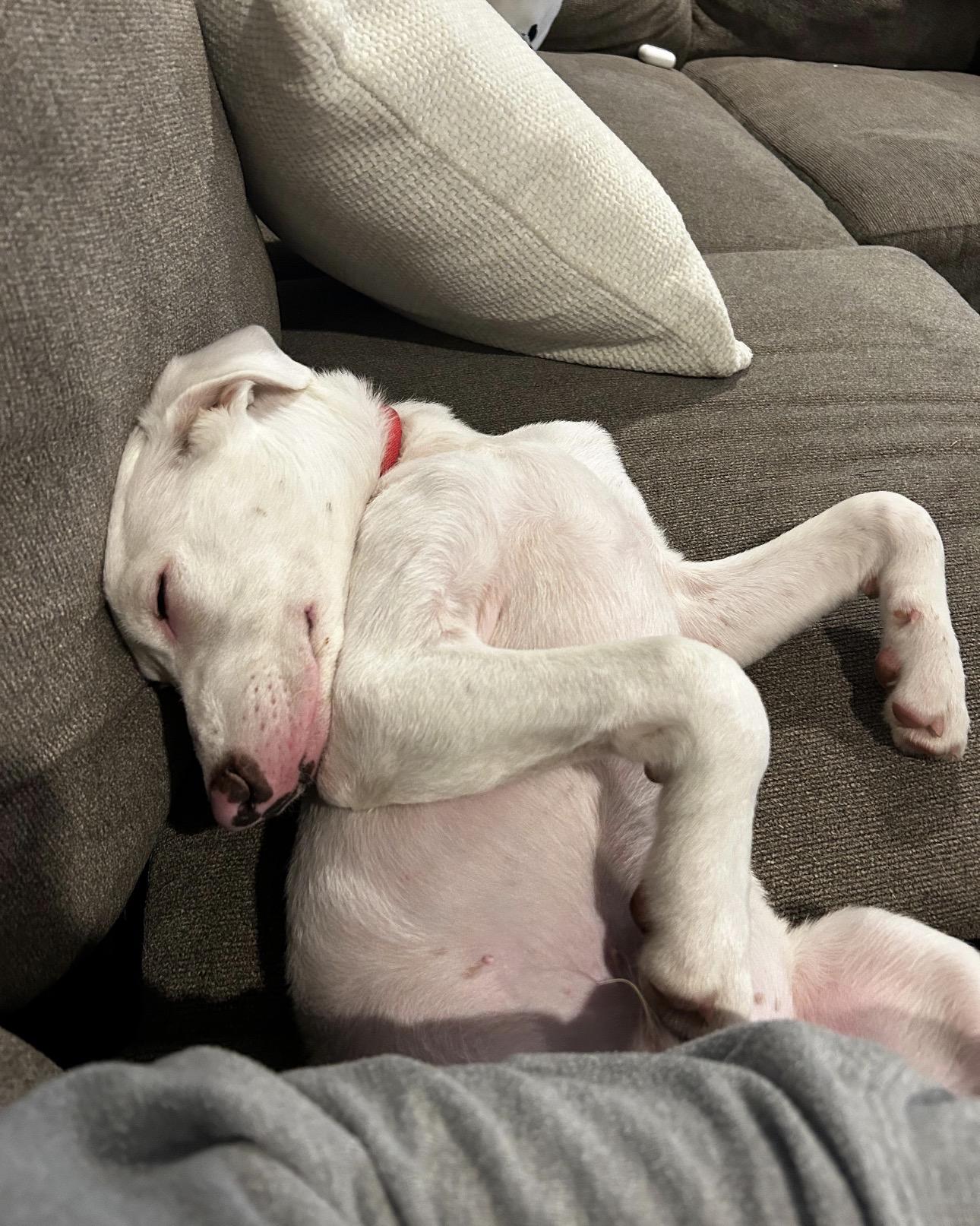 Enlarge CANO - sweetest dog ever!!, a Adoptable mixed breed in Riva, MD image 4/5