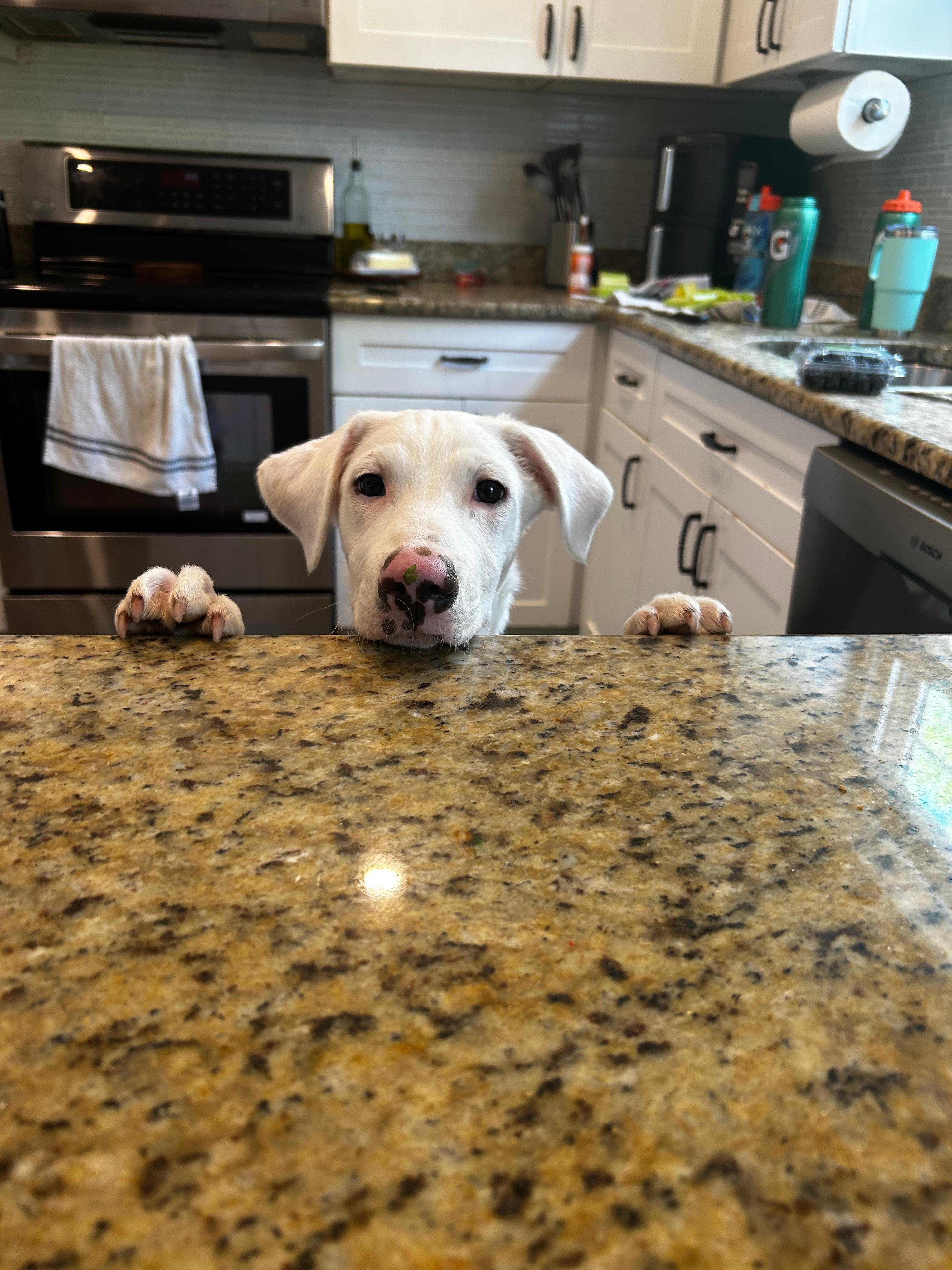 Enlarge CANO - sweetest dog ever!!, a Adoptable mixed breed in Riva, MD image 3/5