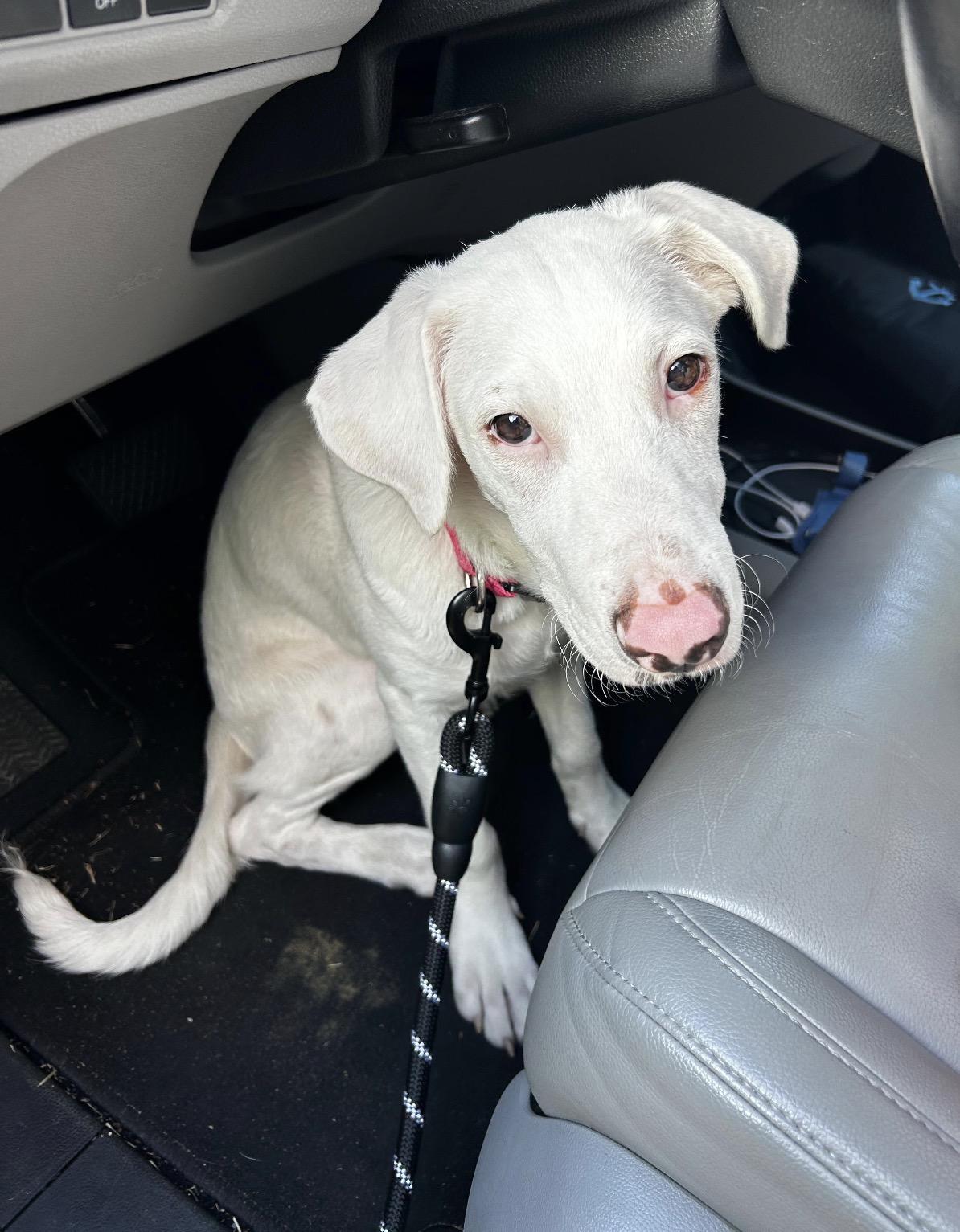 Enlarge CANO - sweetest dog ever!!, a Adoptable mixed breed in Riva, MD image 5/5