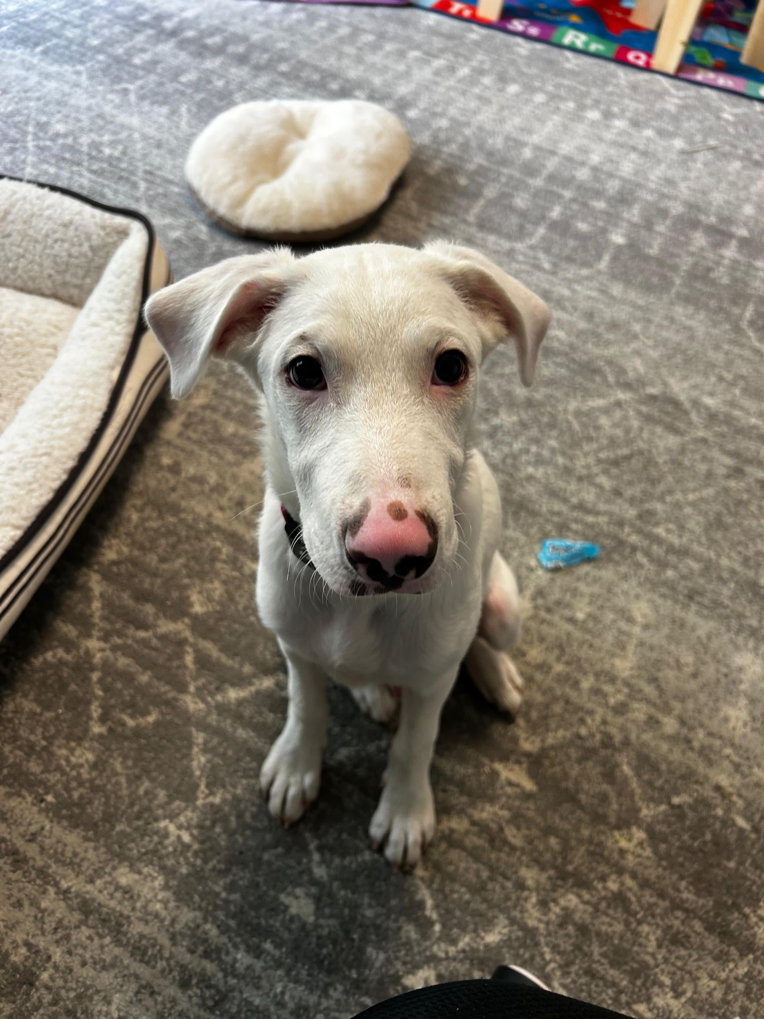 Enlarge CANO - sweetest dog ever!!, a Adoptable mixed breed in Riva, MD image 1/5