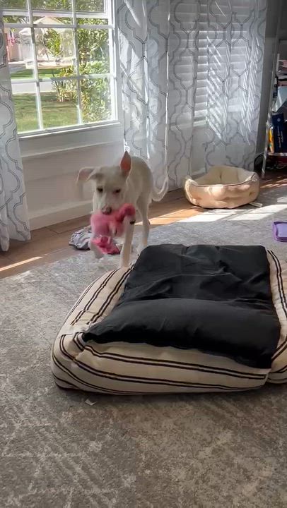 Enlarge CANO - sweetest dog ever!!, a Adoptable mixed breed in Riva, MD video 2/5