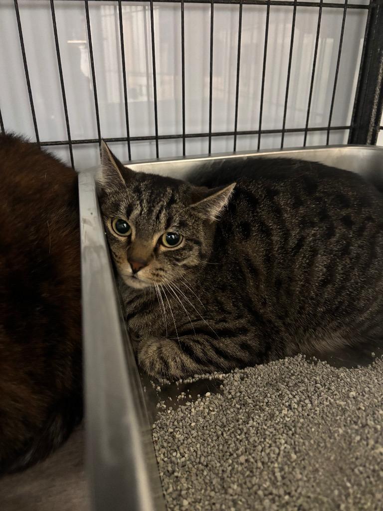 JESSICA, Adoptable, Adult Female Domestic Short Hair.