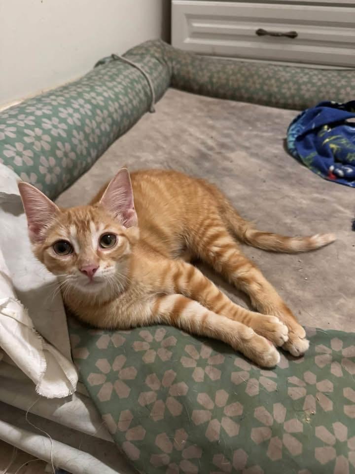 Sunny, Adoptable, Kitten Male Domestic Short Hair.