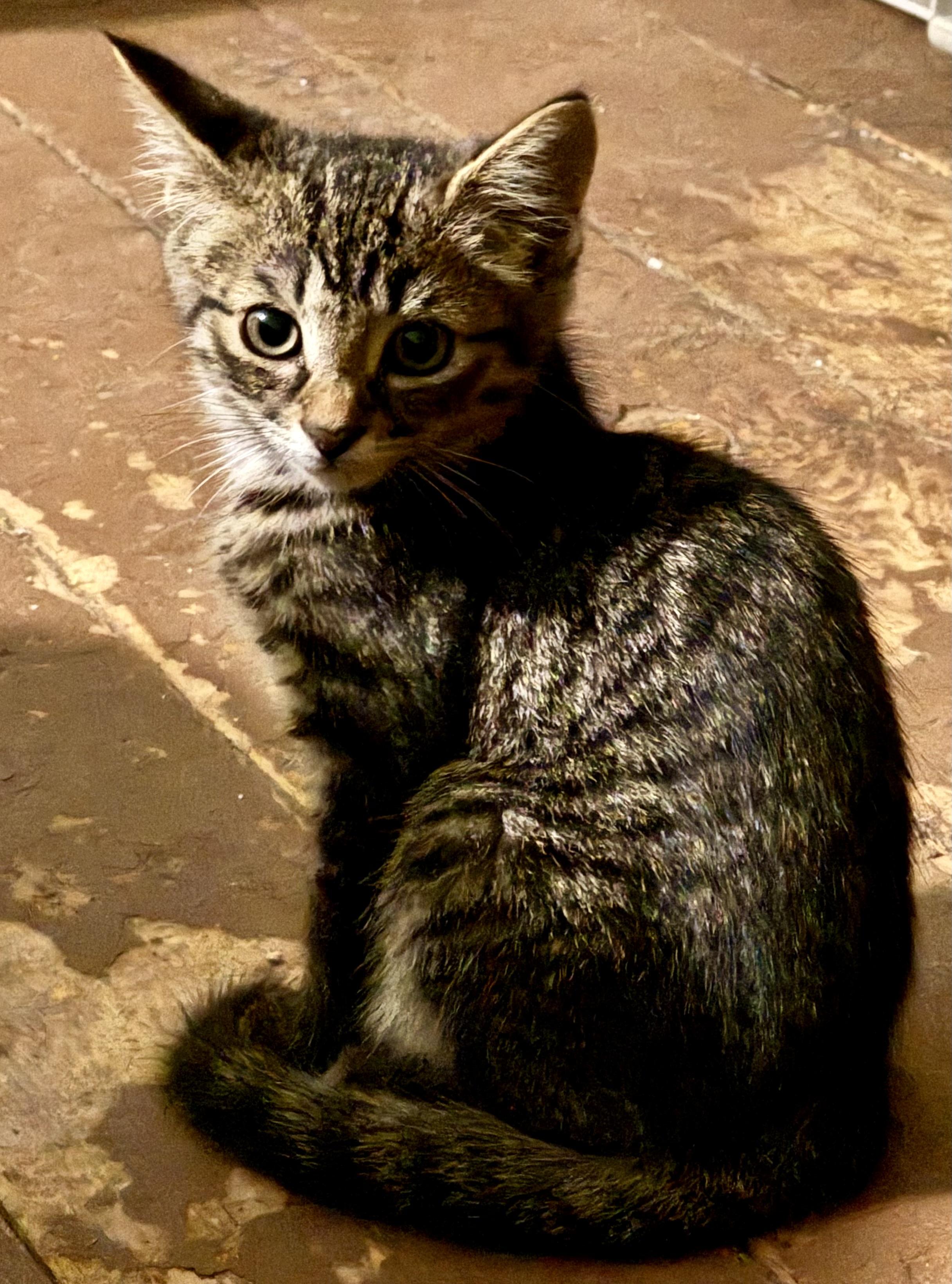 Sunny & Shadow, a ADOPTABLE Domestic Short Hair in Ontario, NY image 3/6