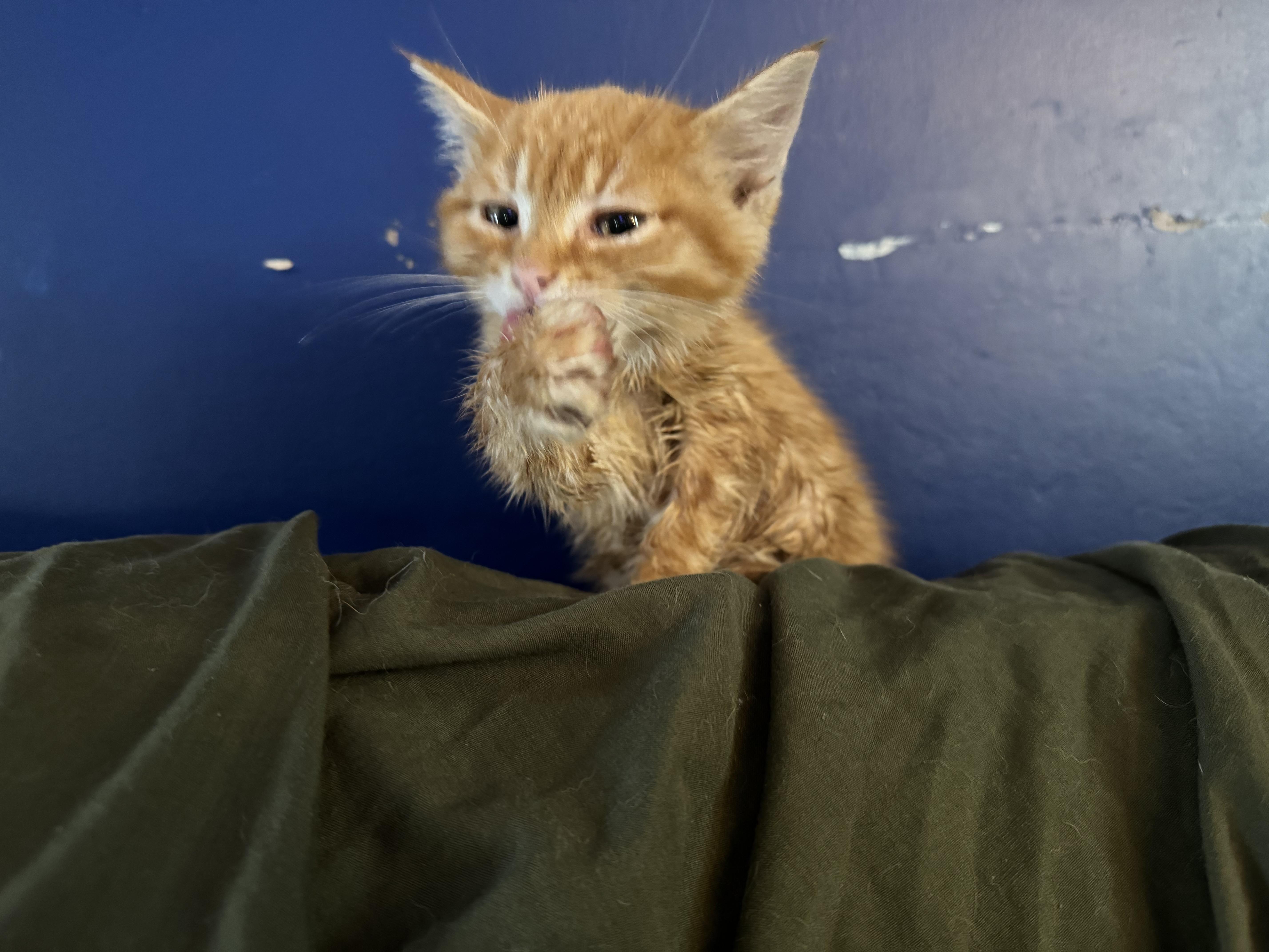 Sunny & Shadow, ADOPTABLE, Kitten Male Domestic Short Hair.
