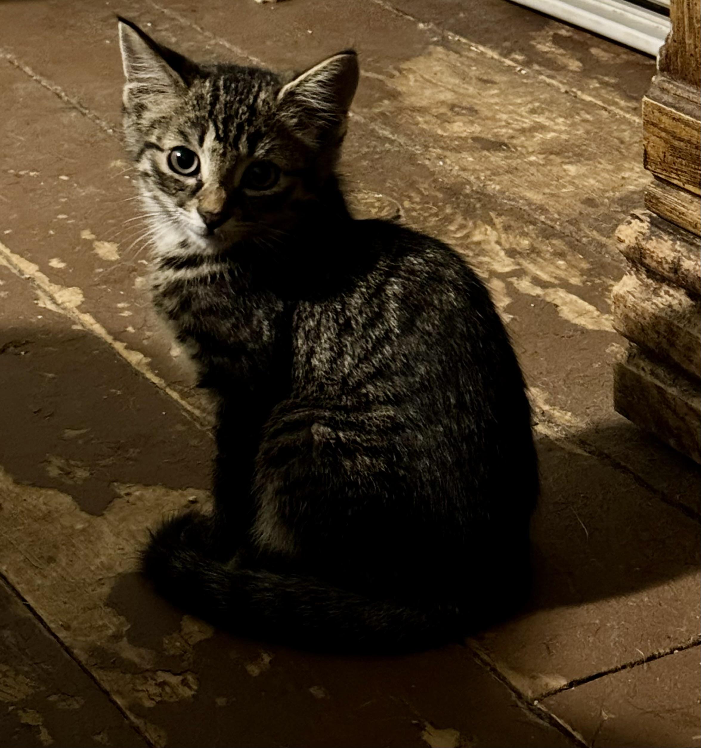 Sunny & Shadow, a ADOPTABLE Domestic Short Hair in Ontario, NY image 4/6