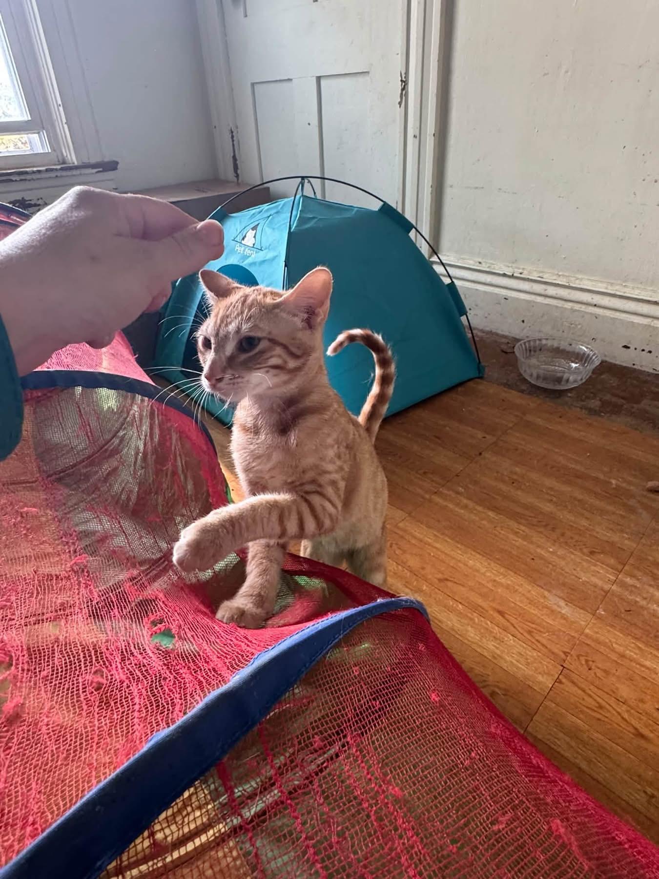 Enlarge Sunny, a Adoptable Domestic Short Hair in Ontario, NY image 2/4