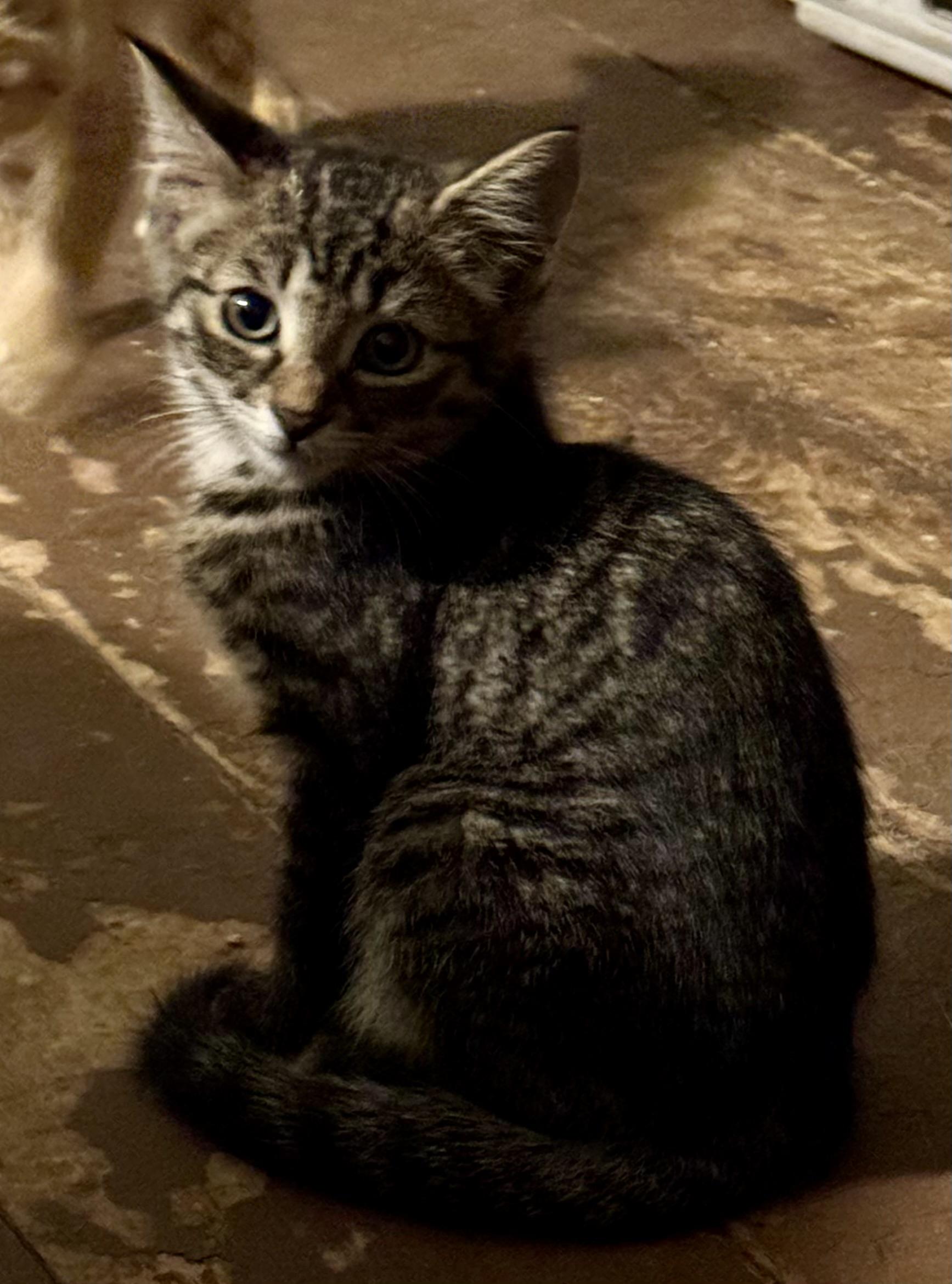 Sunny & Shadow, a ADOPTABLE Domestic Short Hair in Ontario, NY image 2/6