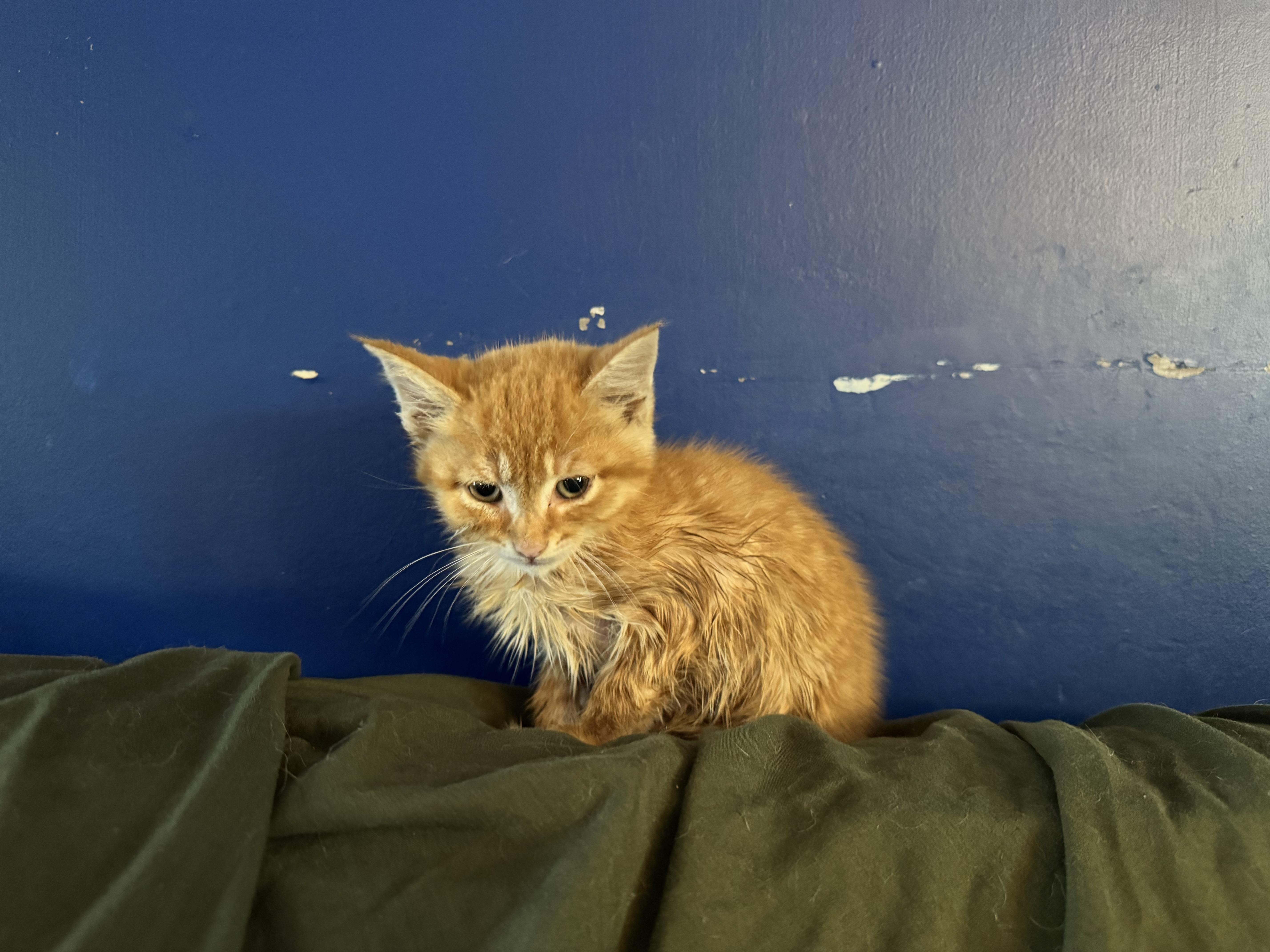Sunny & Shadow, a ADOPTABLE Domestic Short Hair in Ontario, NY image 5/6