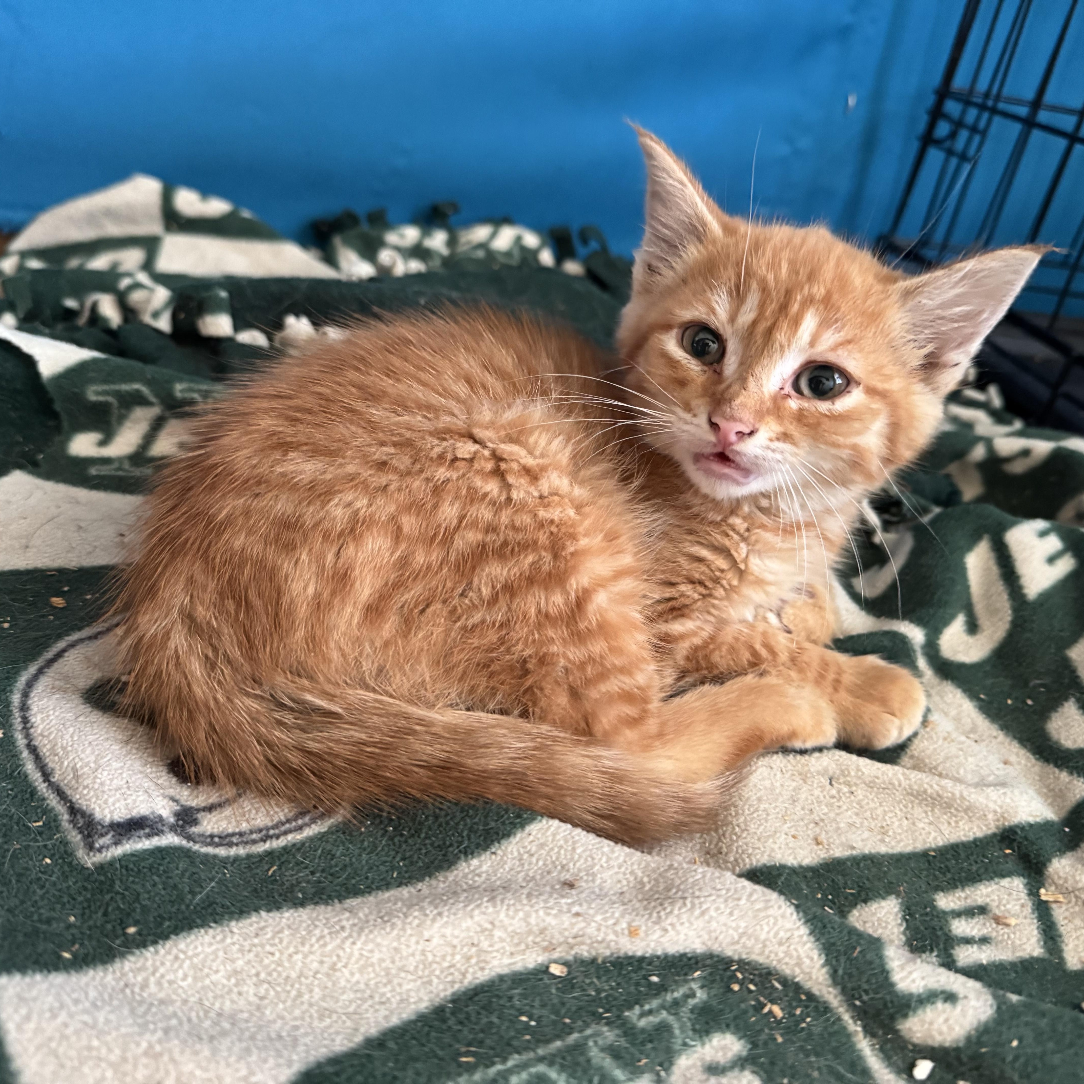 Sunny & Shadow, a ADOPTABLE Domestic Short Hair in Ontario, NY image 6/6
