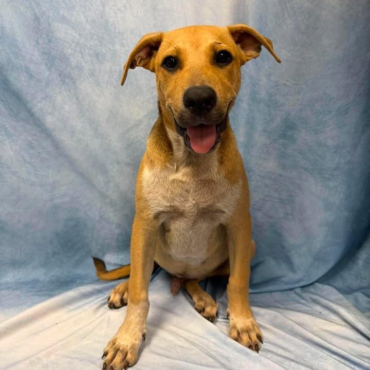 Flynn, a Adoptable mixed breed in Buchanan Dam, TX image 1/2