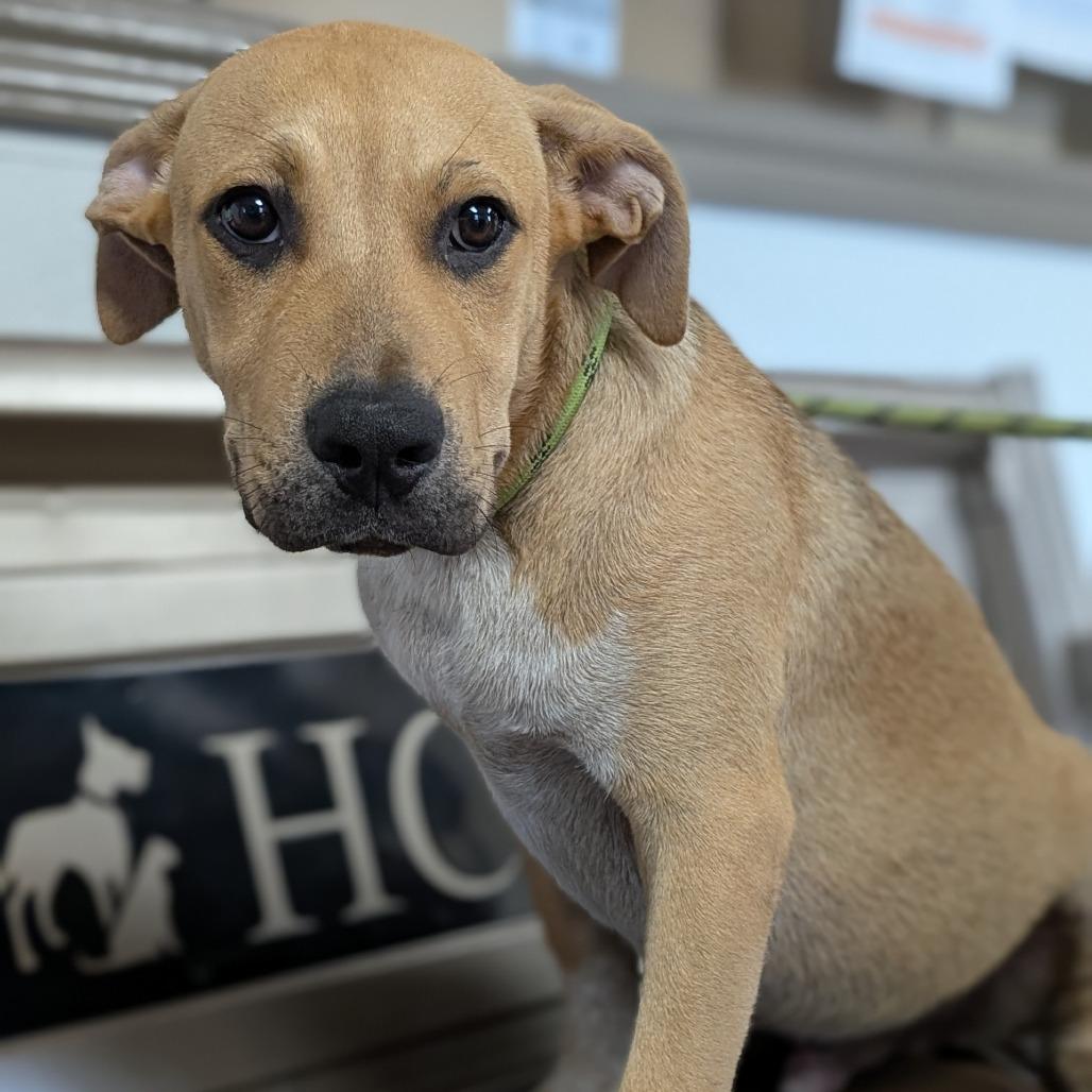 Flynn, a Adoptable mixed breed in Buchanan Dam, TX image 2/2