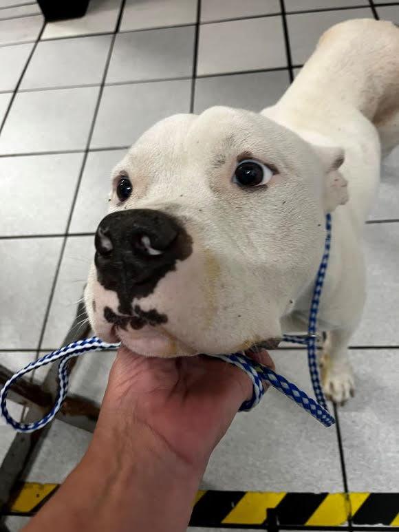 Eskimo, very sweet, shy little boy !  Needs a Foster home to recover.