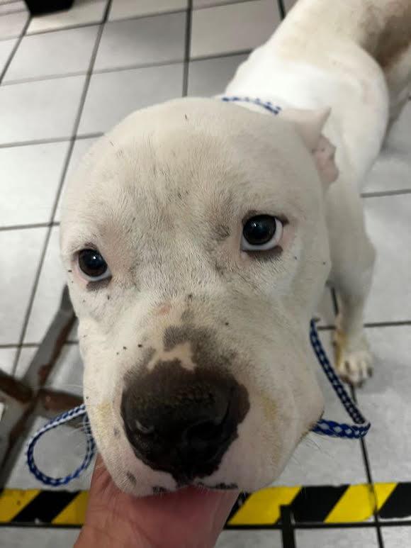 Eskimo, very sweet, shy little boy !  Needs a Foster home to recover.