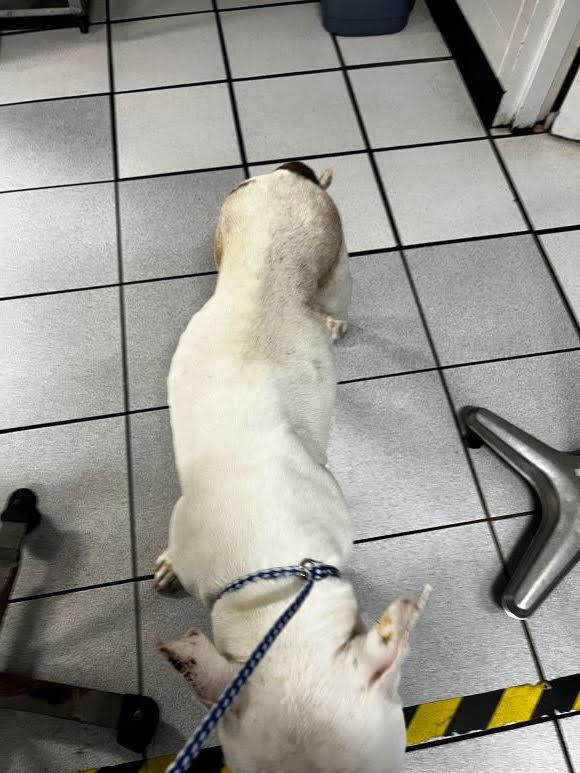 Eskimo, very sweet, shy little boy !  Needs a Foster home to recover.