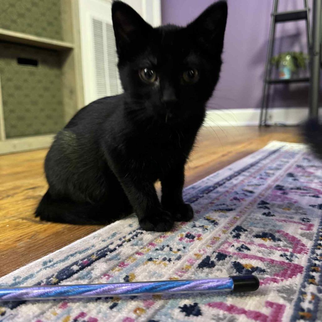 Enlarge John Lennon, a Adoptable Domestic Short Hair in Chattanooga, TN image 3/6