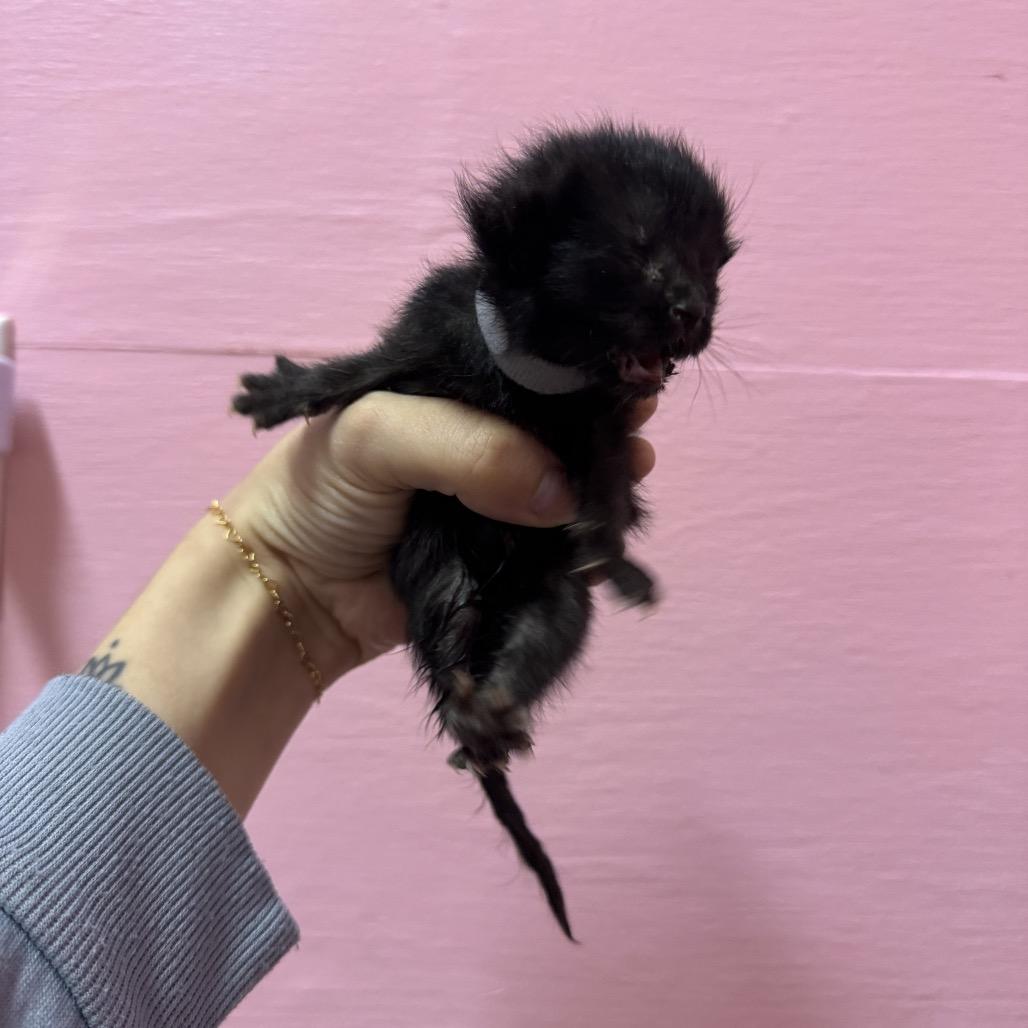 Enlarge John Lennon, a Adoptable Domestic Short Hair in Chattanooga, TN image 5/6