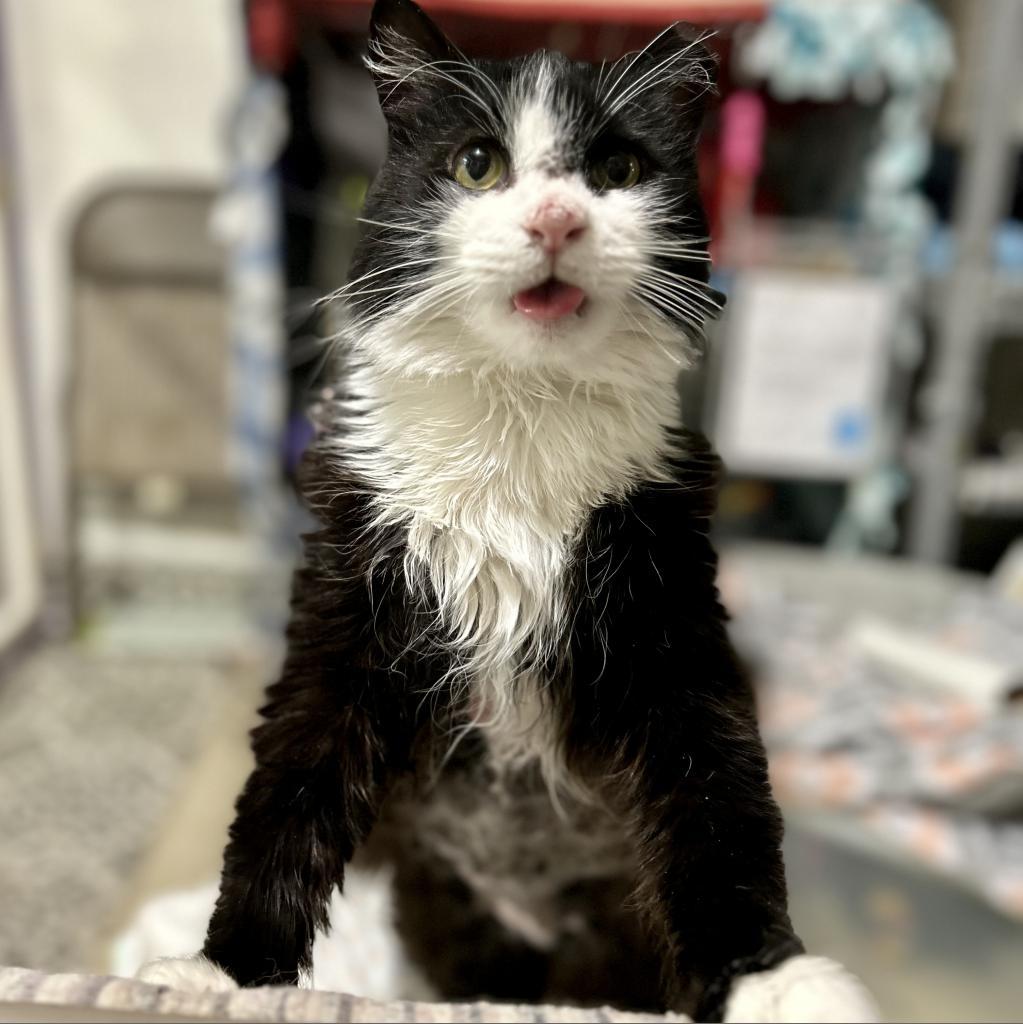 Enlarge Meow, a Adoptable mixed breed in Bountiful, UT image 2/6