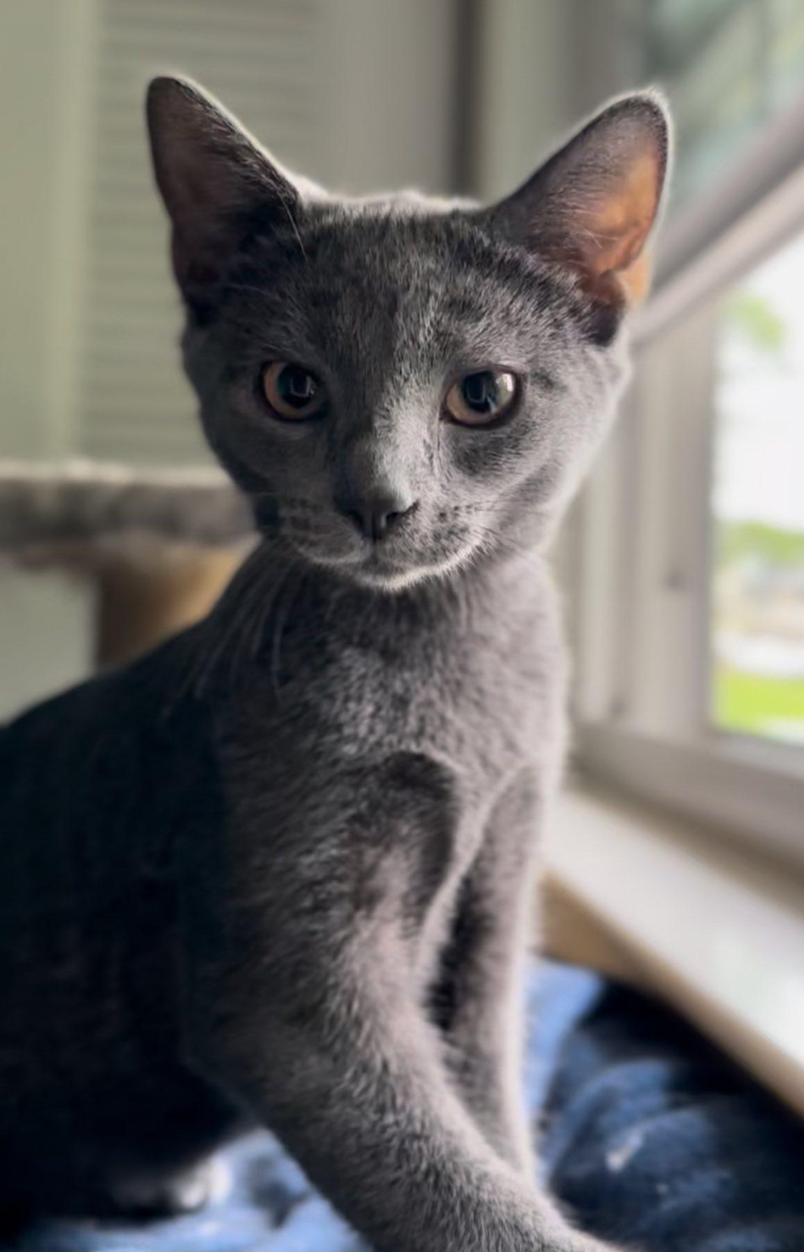 Enlarge Shortcake, a Adoptable Domestic Short Hair in Carnegie, PA image 6/6