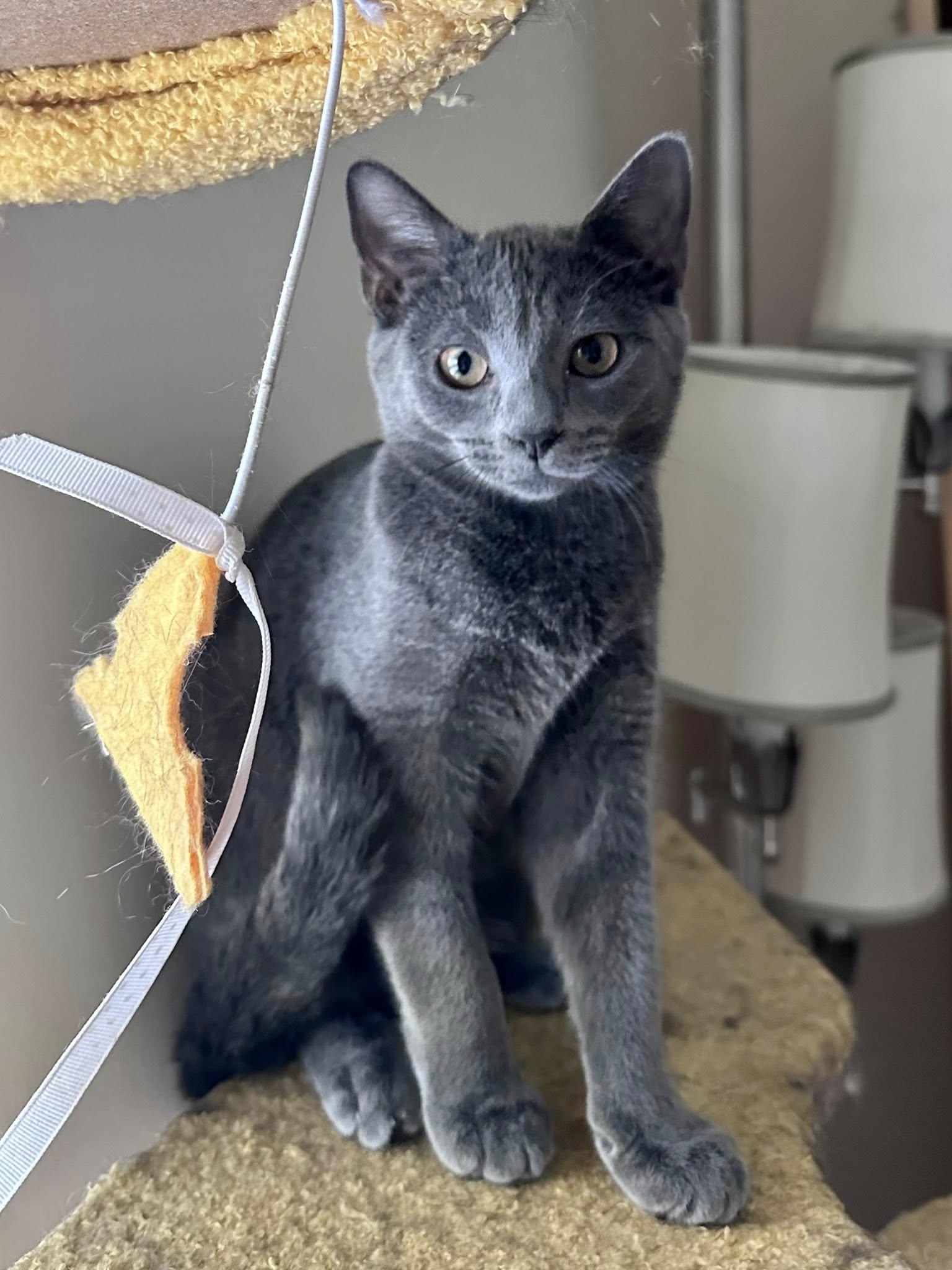 Enlarge Shortcake, a Adoptable Domestic Short Hair in Carnegie, PA image 3/6