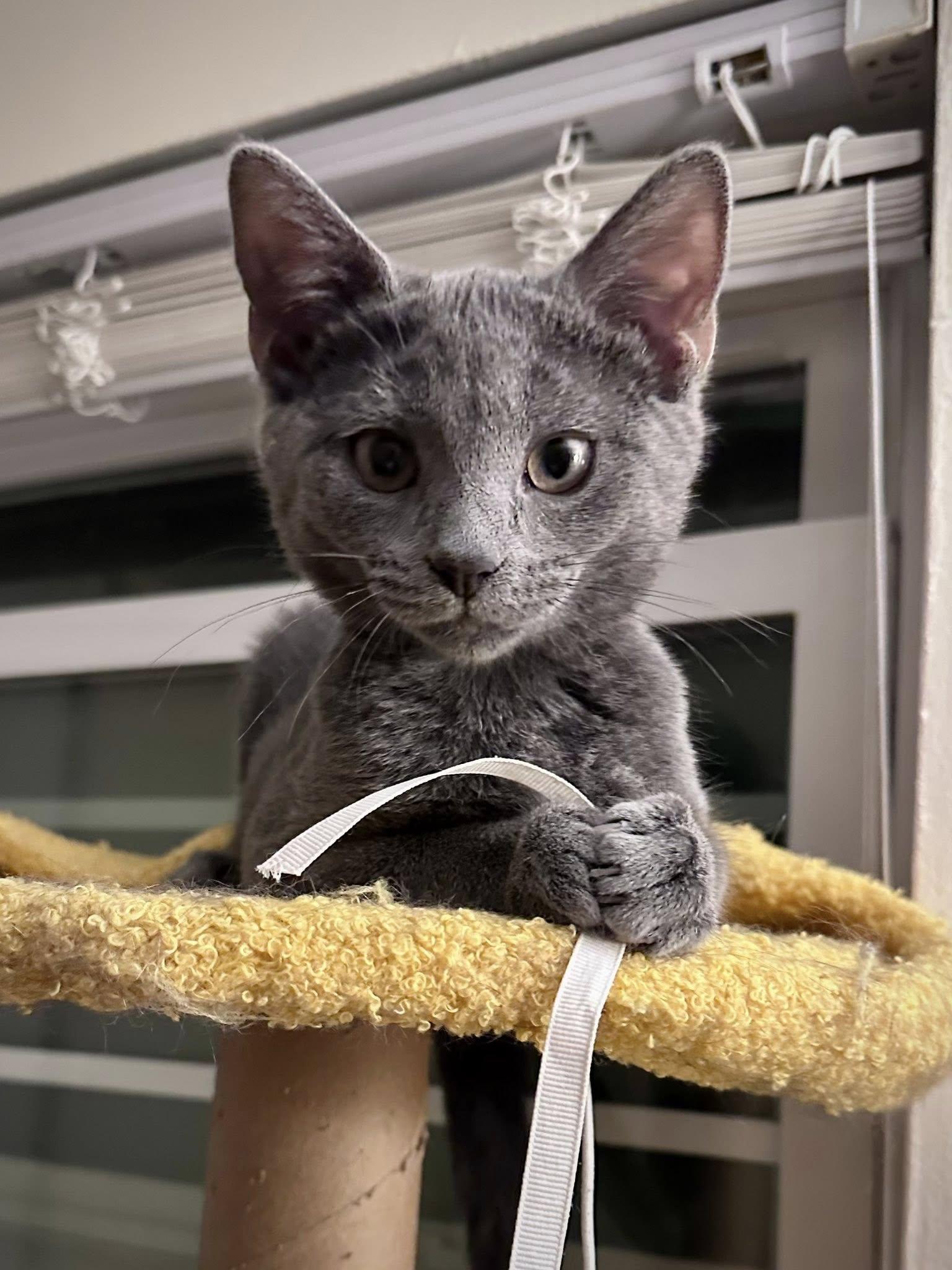 Shortcake, Adoptable, Kitten Female Domestic Short Hair.