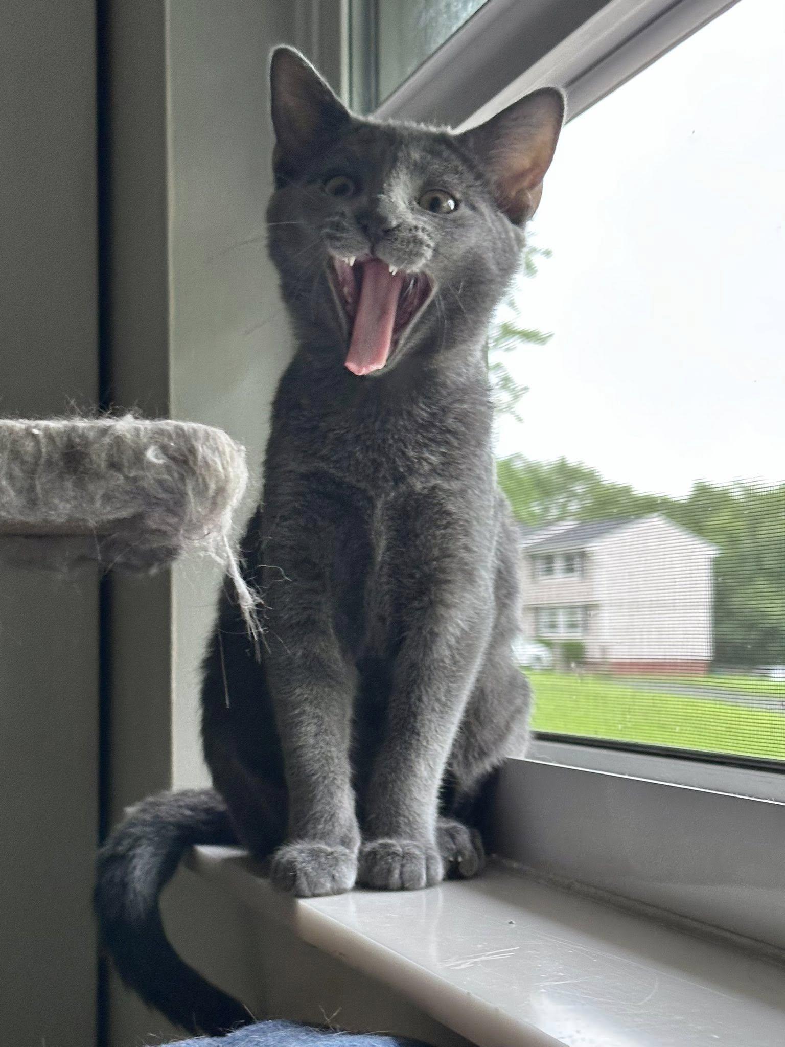 Enlarge Shortcake, a Adoptable Domestic Short Hair in Carnegie, PA image 2/6