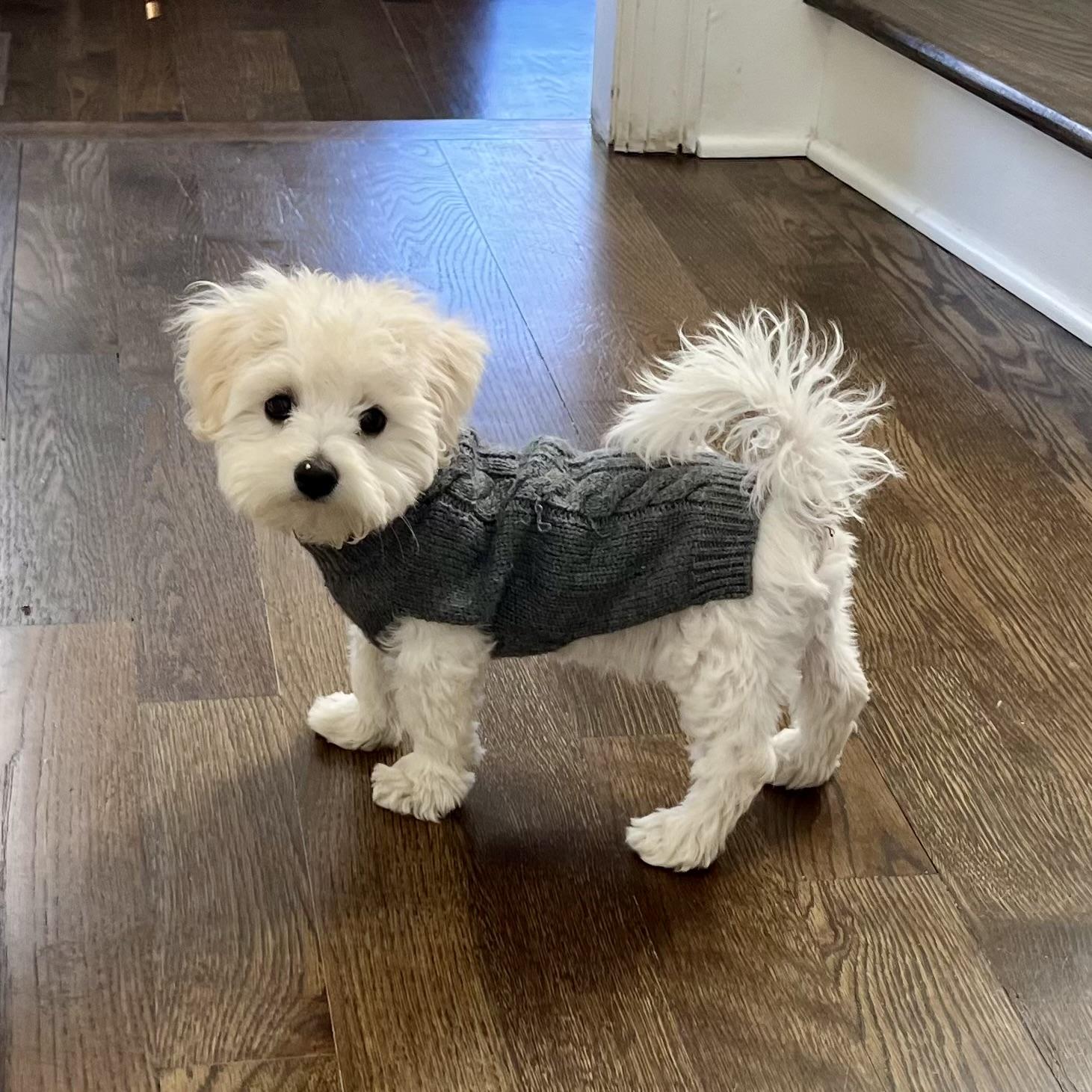 Murray, adopted, Puppy Male Bichon Frise & Maltese.
