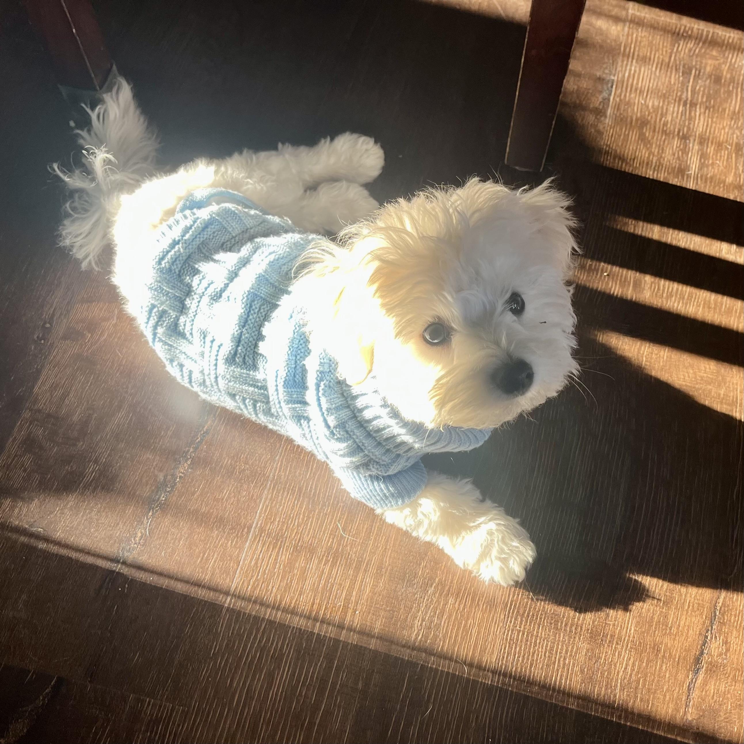 Enlarge Murray, an adopted mixed breed in Gallatin, TN image 5/5