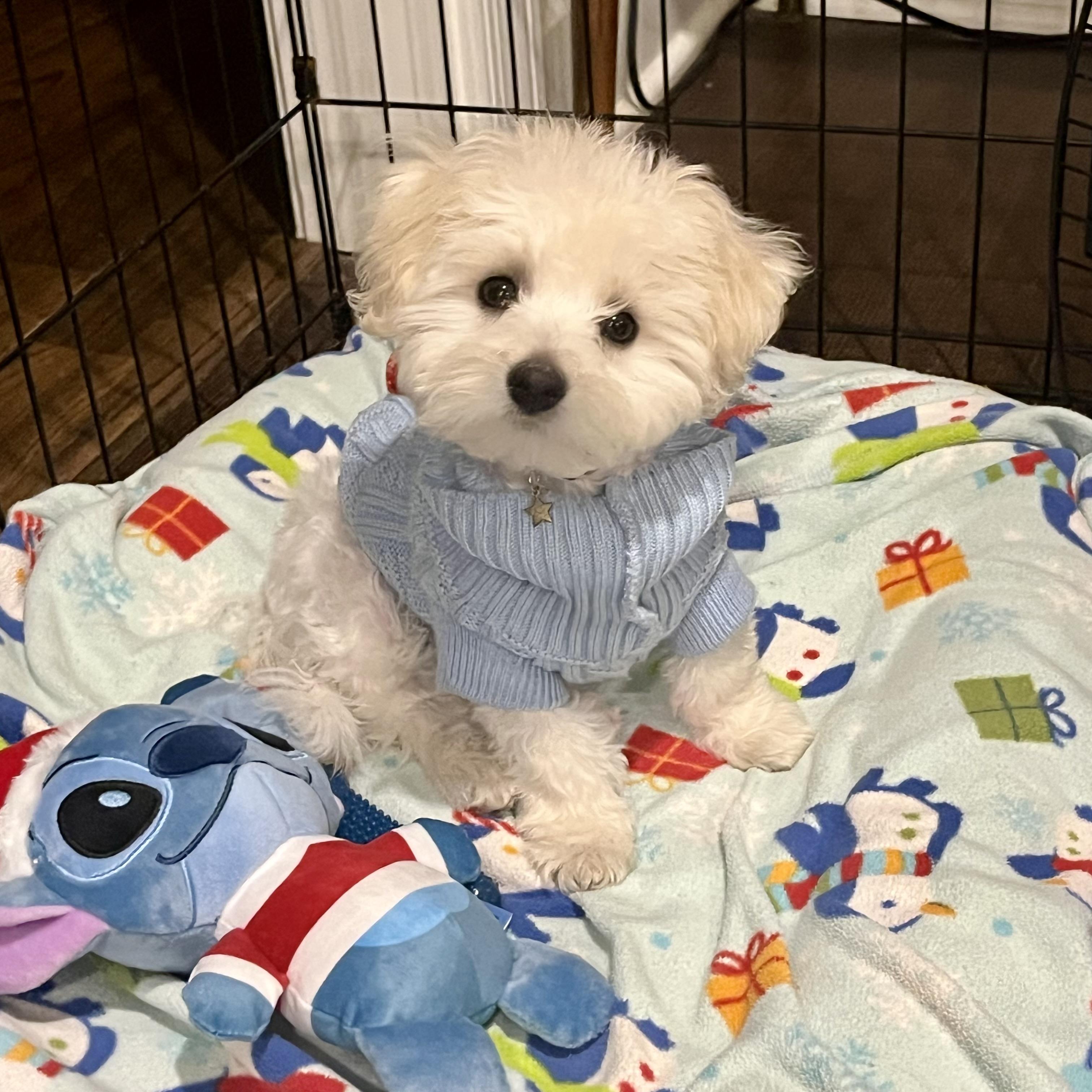 Enlarge Murray, an adopted mixed breed in Gallatin, TN image 2/5