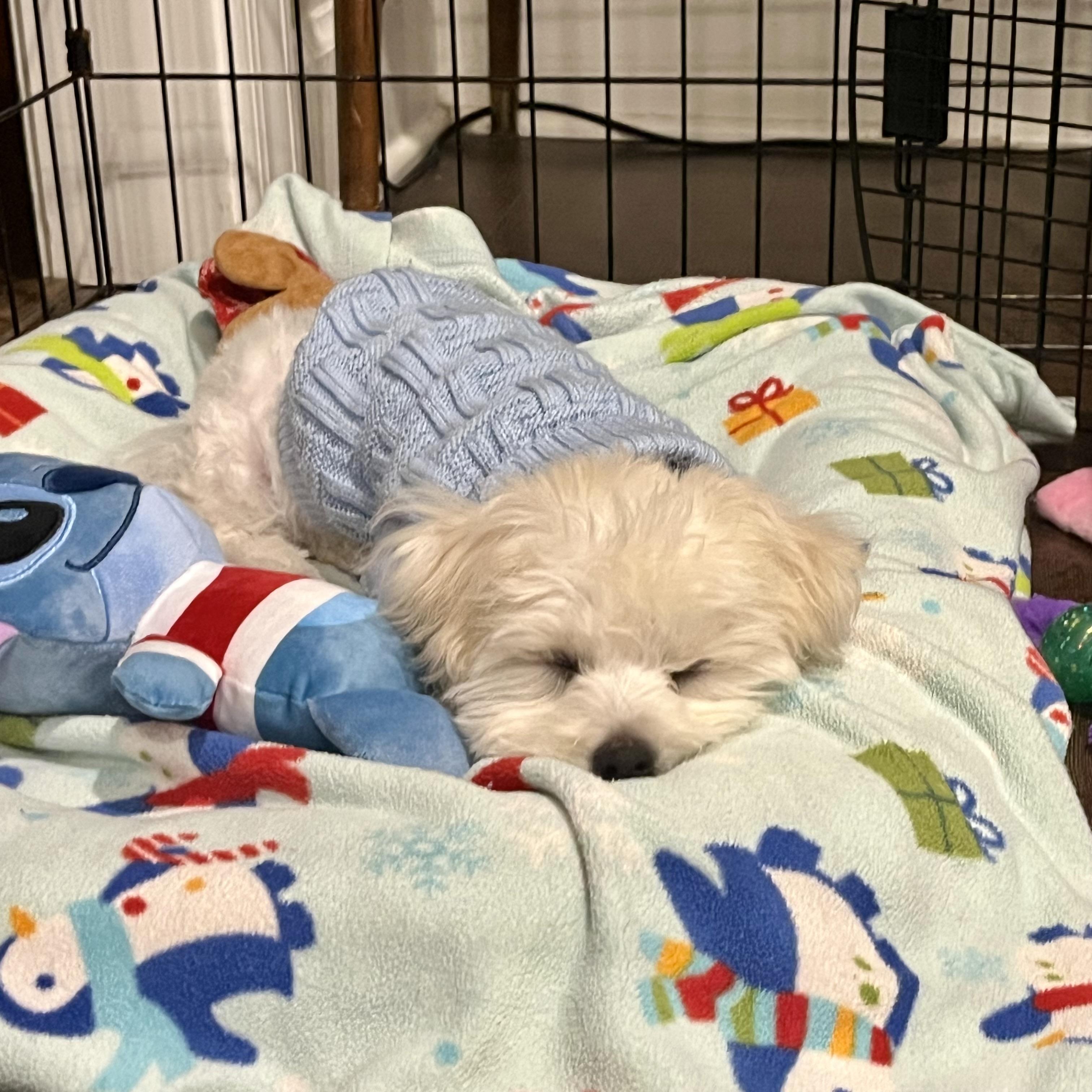 Enlarge Murray, an adopted mixed breed in Gallatin, TN image 4/5