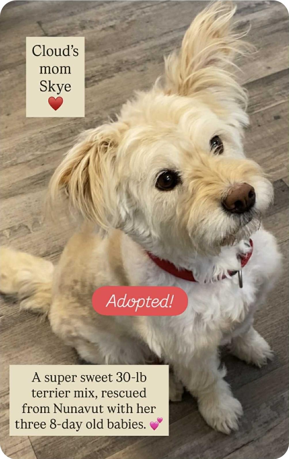 Cloud, an adoptable Terrier, Mixed Breed in Winnipeg, MB, R3E 2Z9 | Photo Image 6