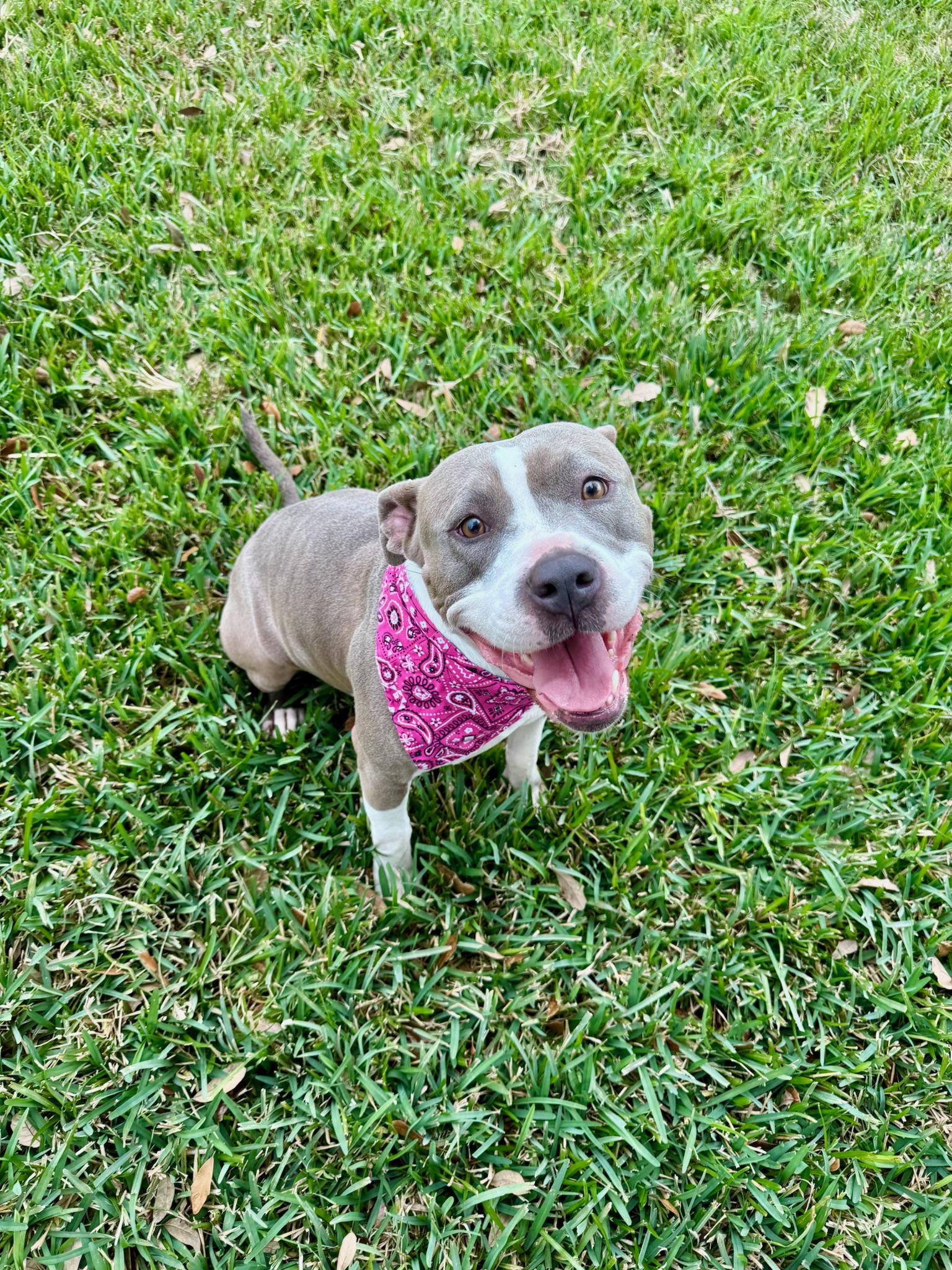 Lovey, Adoptable, Adult Female American Staffordshire Terrier.
