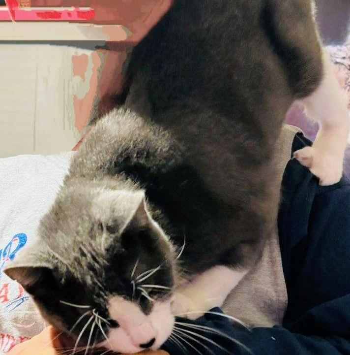 Amney, a Adoptable Domestic Short Hair in Springfield, OR image 5/5